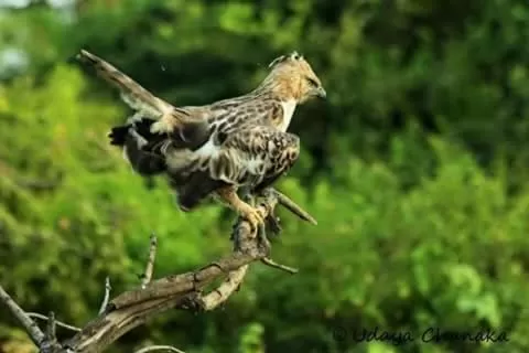 Other Animals in Manel Villa