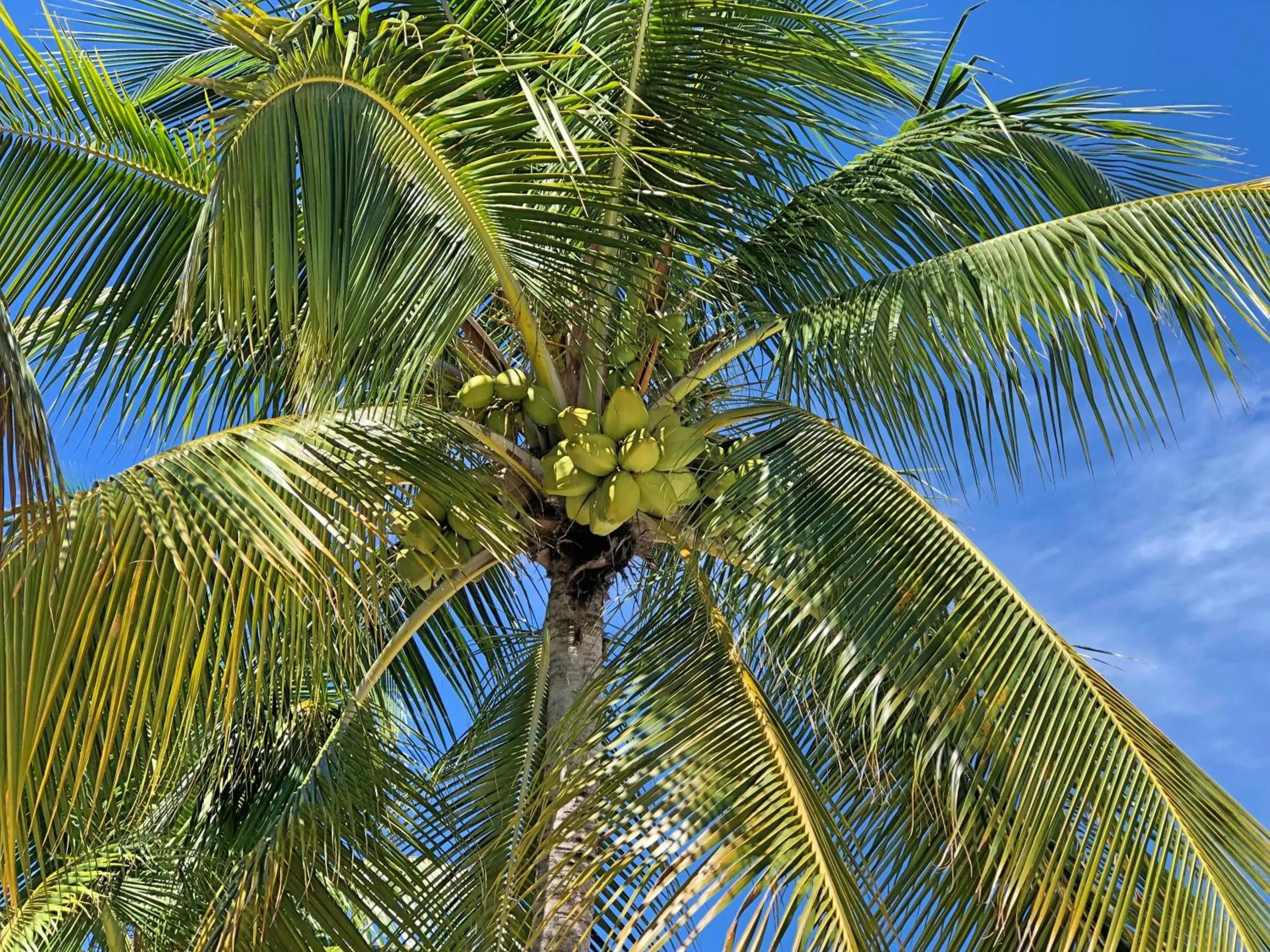 Natural landscape in The Pelican Key Largo Cottages