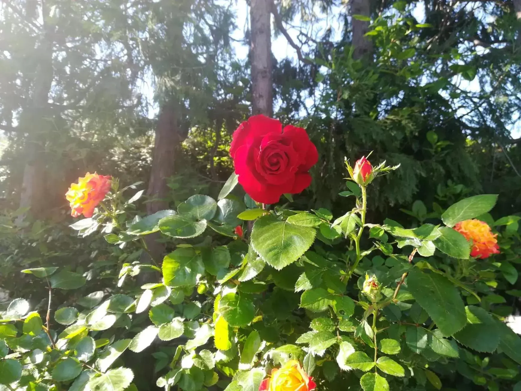 Spring, Garden in B&B Apulia Time