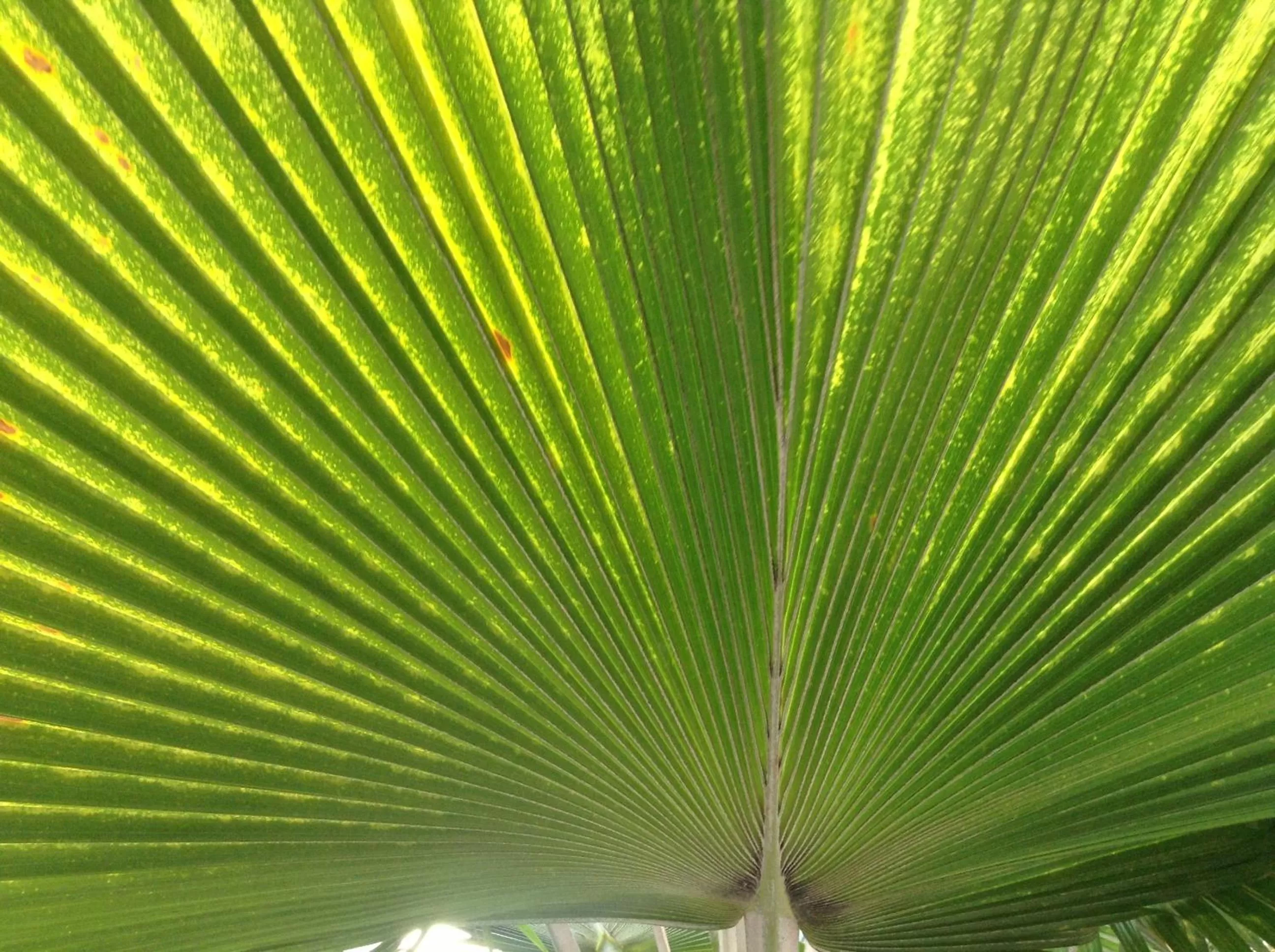 Double Queen in Casa del Caribe Inn