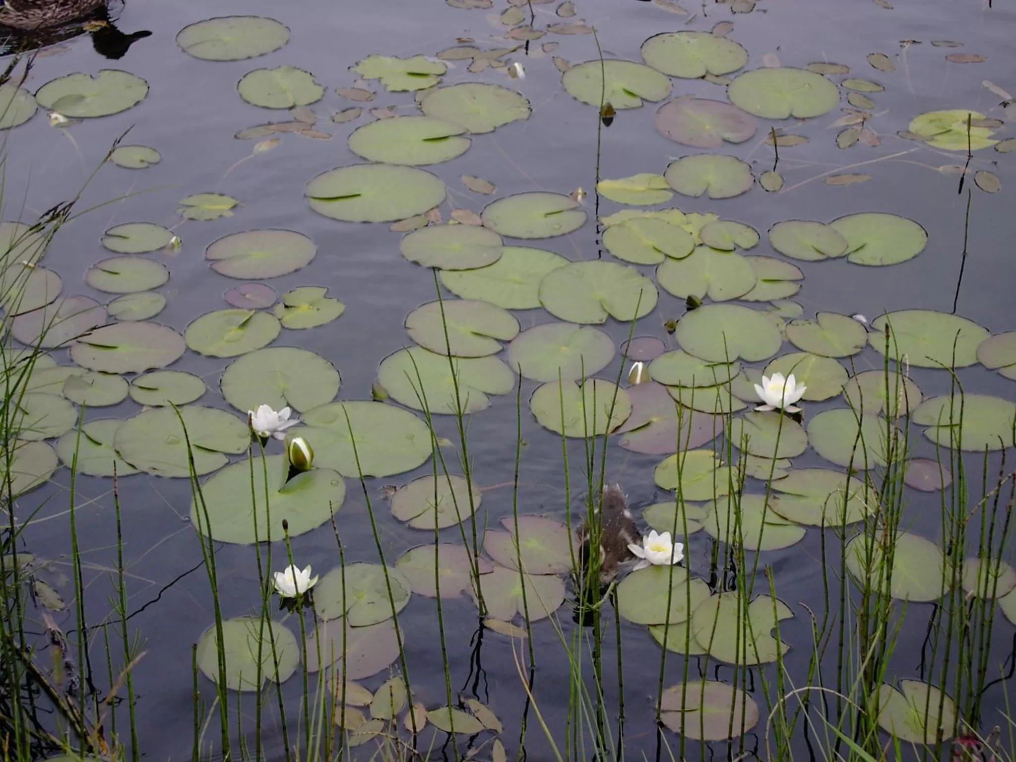Natural landscape in Hotel Schwarzer Adler