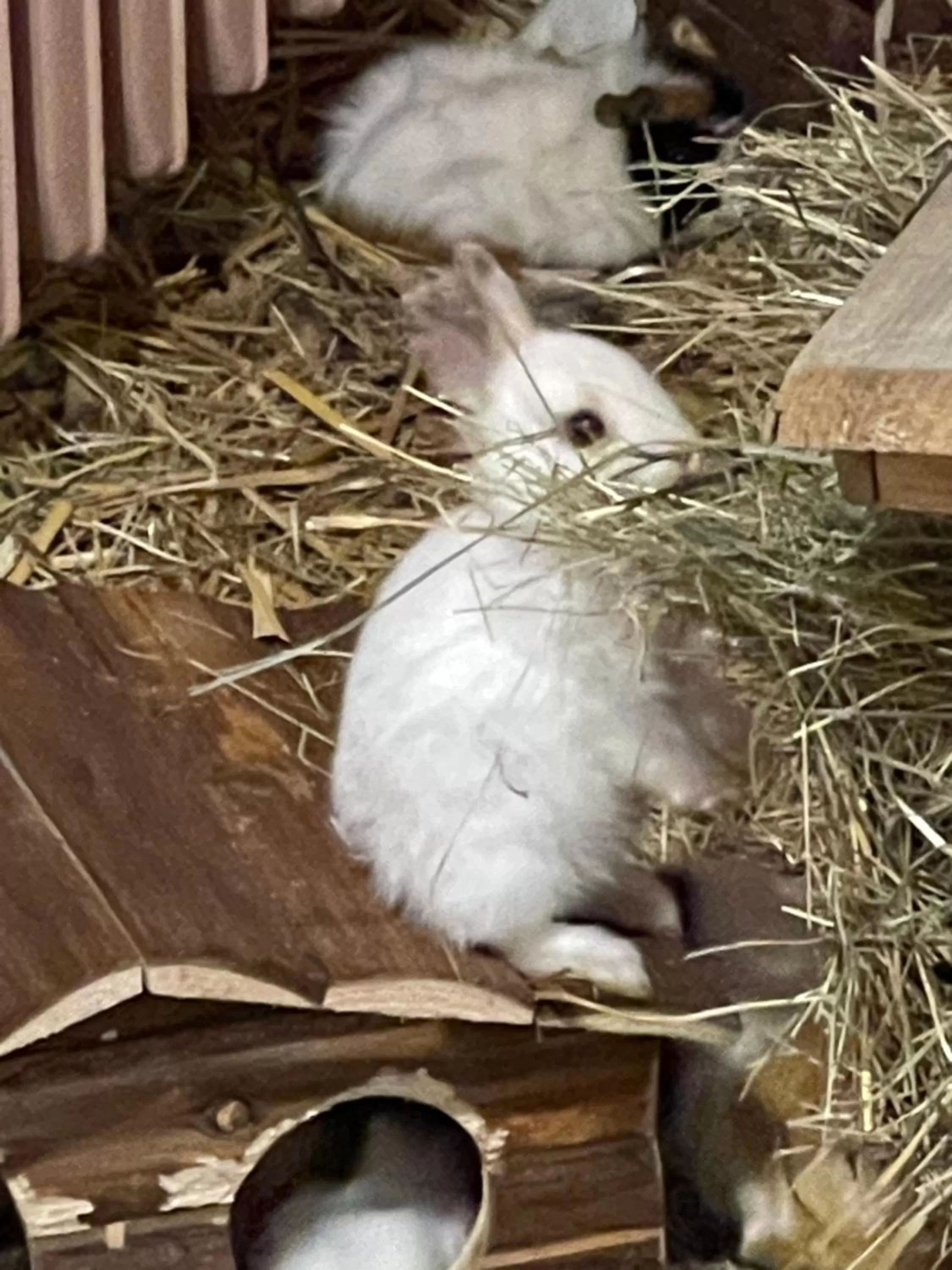 Animals in Hotel Lugsteinhof