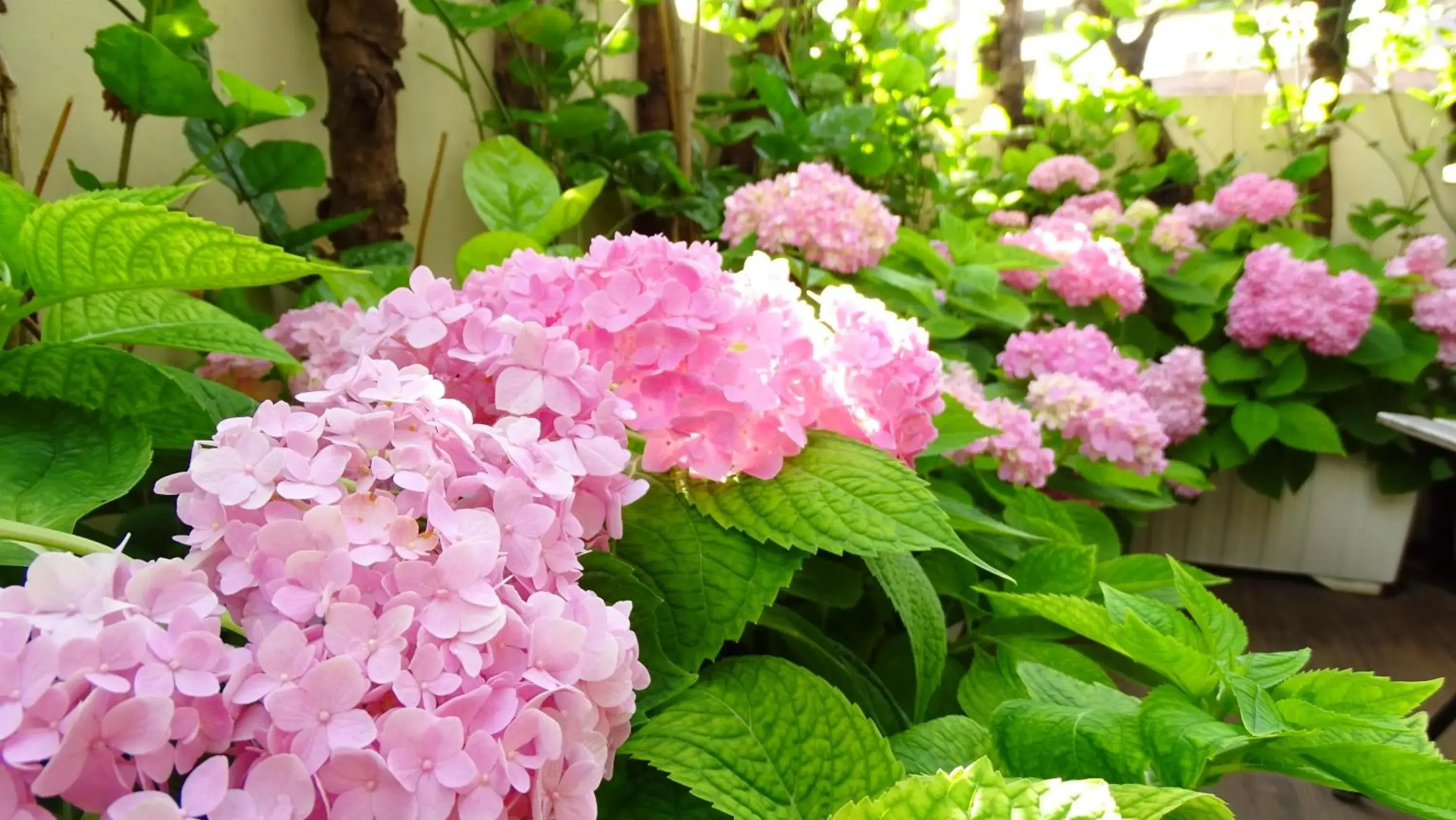 Garden in Luna's House