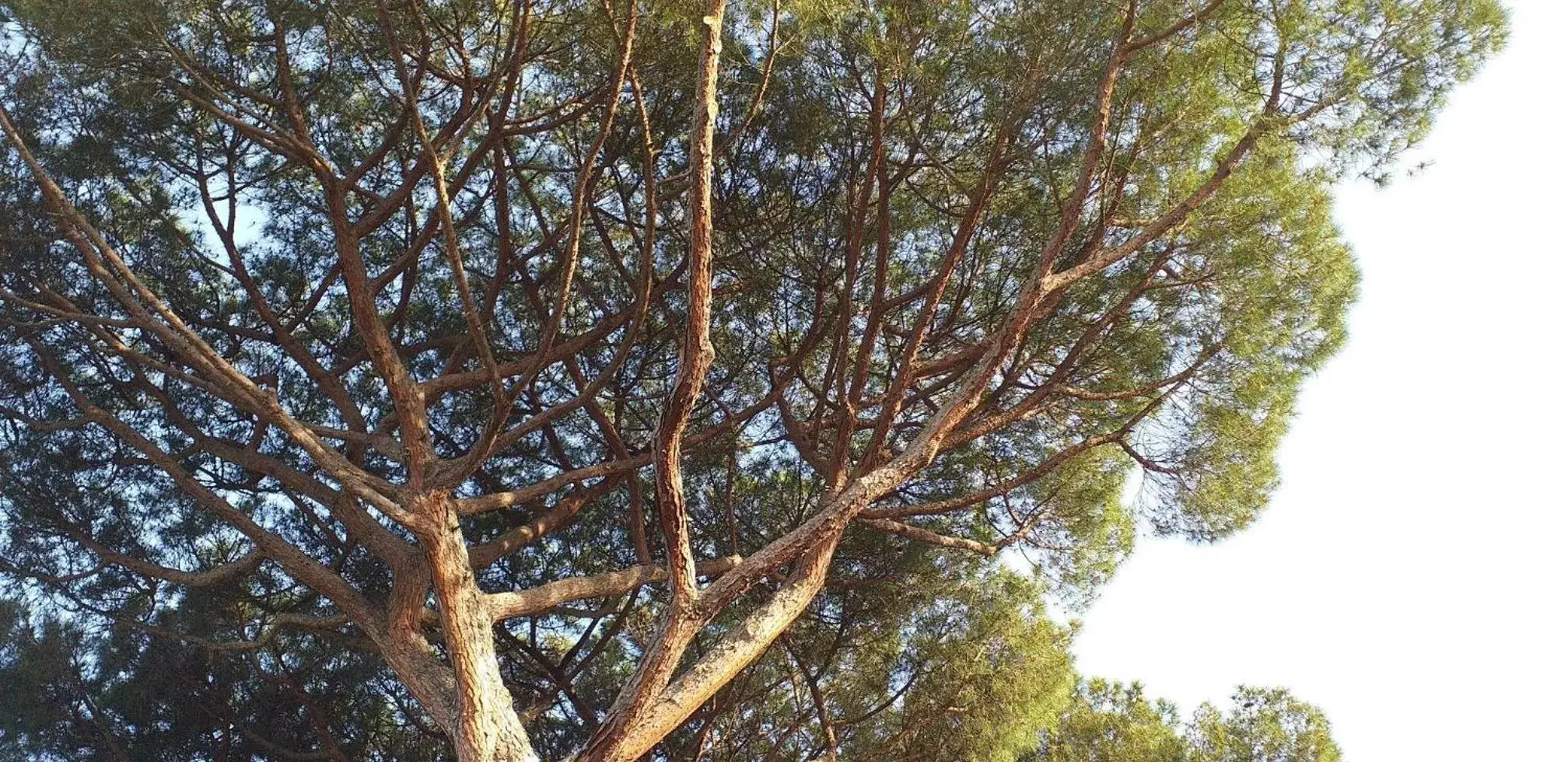 Natural landscape in Villa Cavalletti Appartamenti