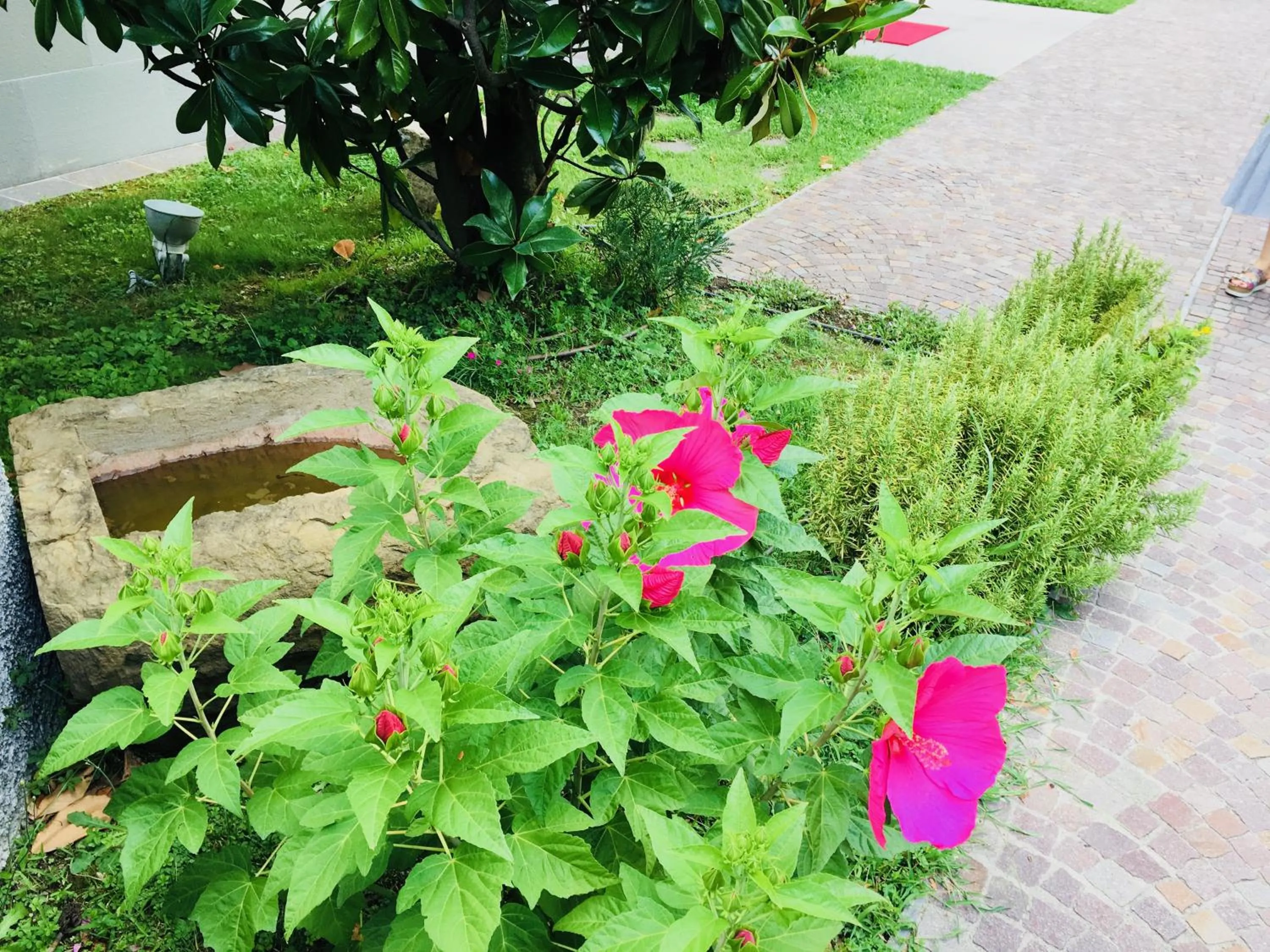 Garden view in Hotel La Sosta