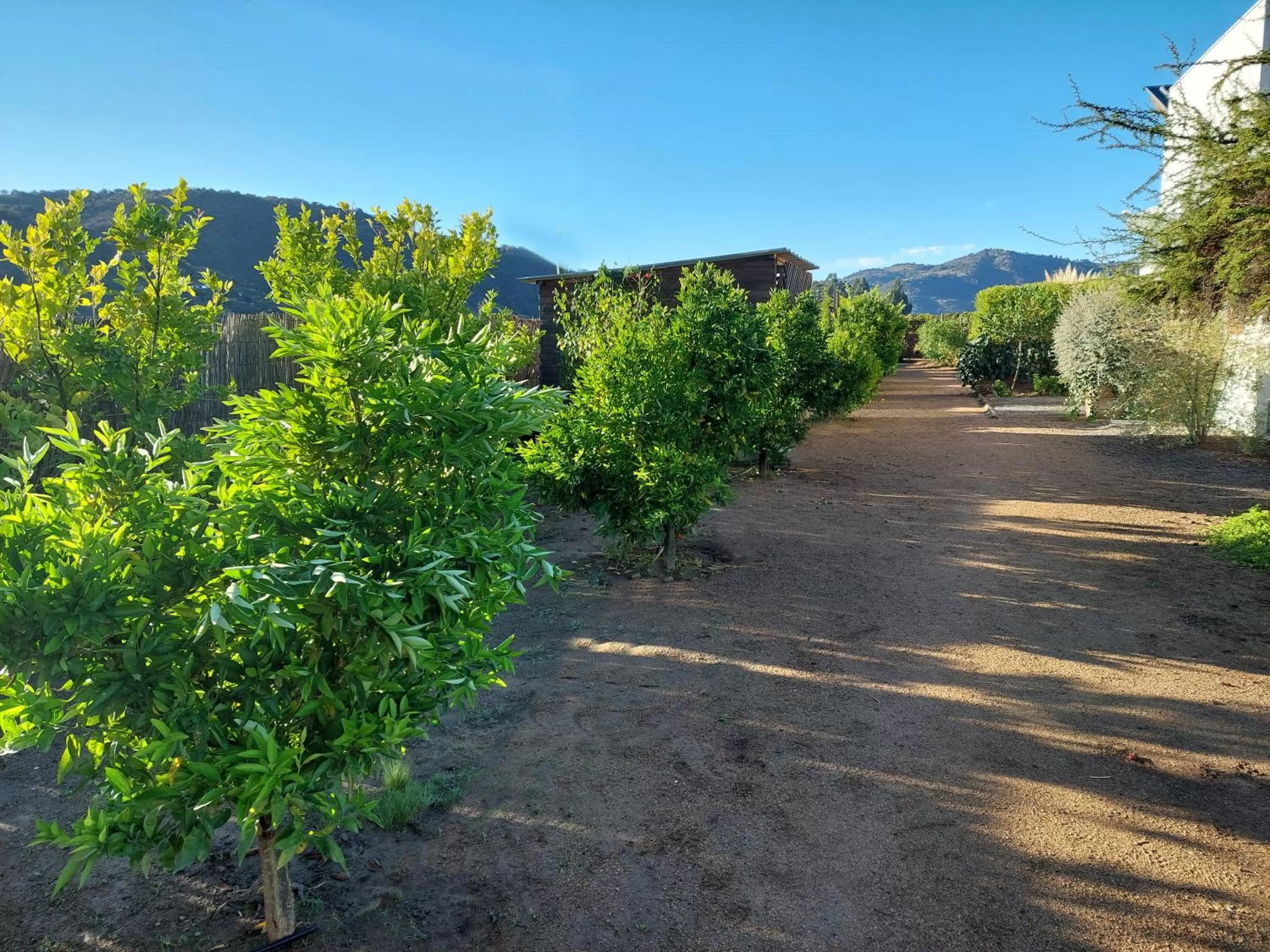 Garden in Callihue Lodge