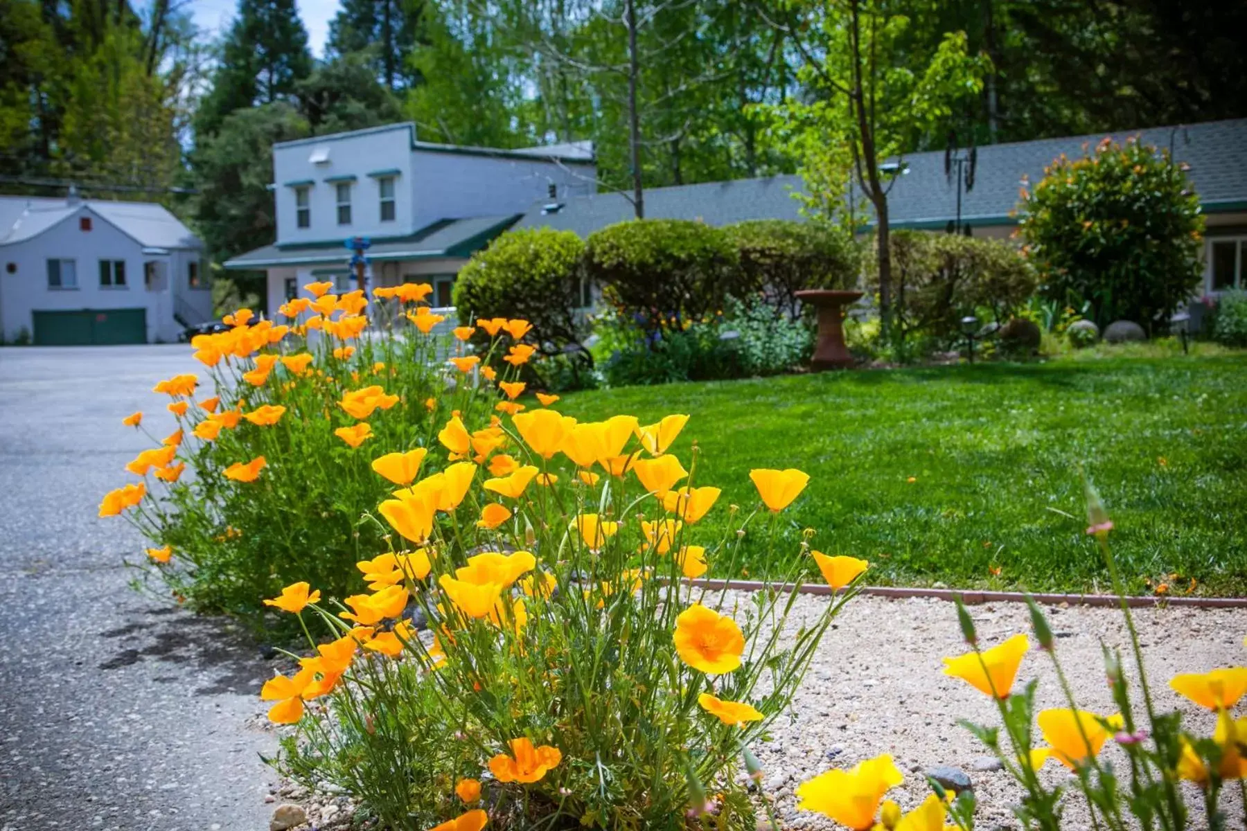 Garden, Property Building in Outside Inn