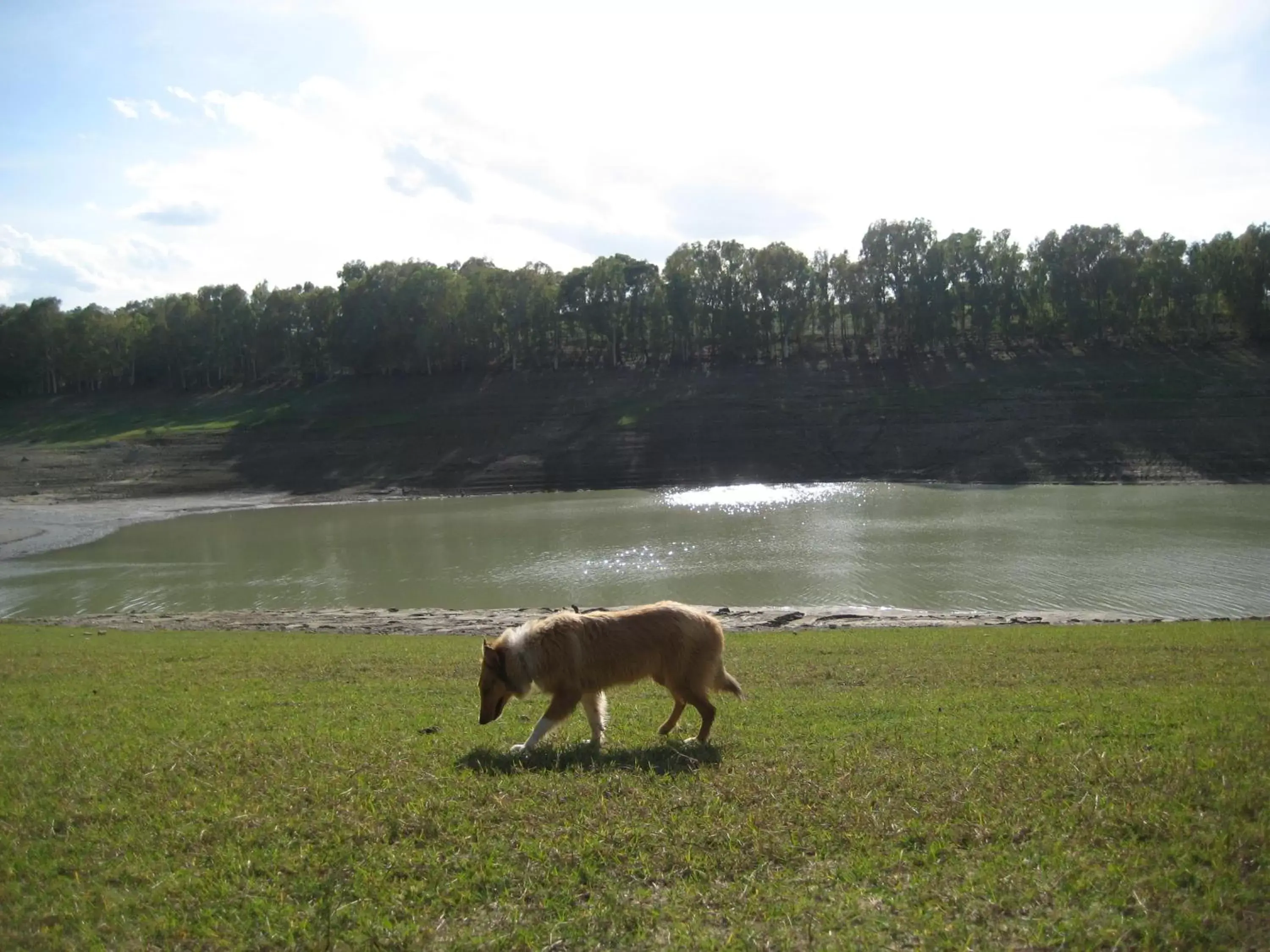 Natural landscape, Other Animals in Oasi del Lago