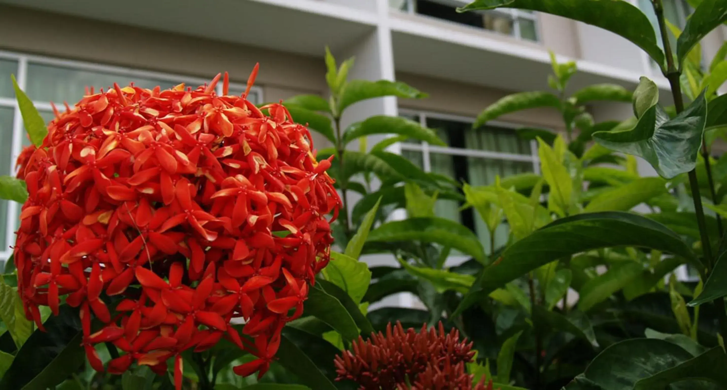 Garden in Straits View Hotel JB Garden in Straits View Hotel JB