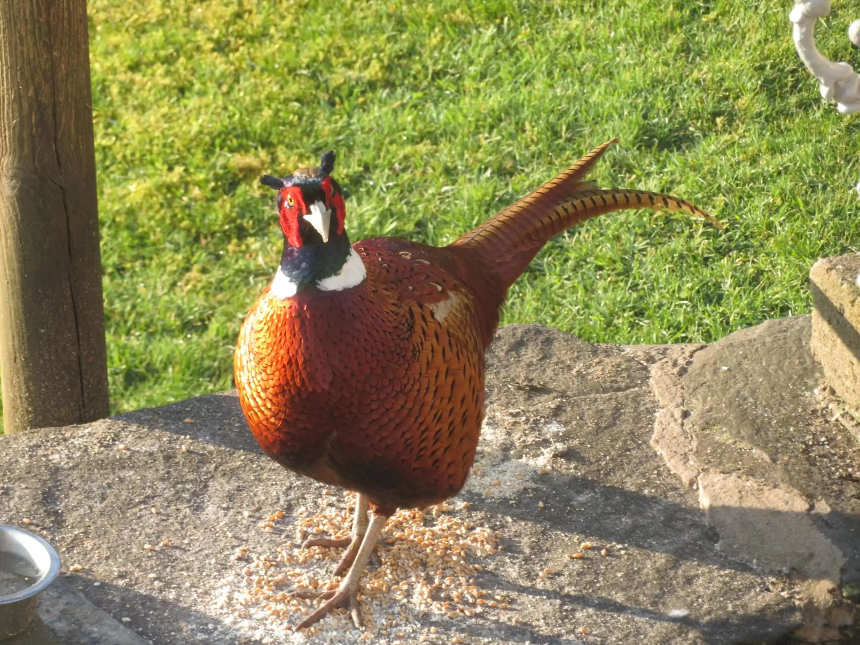 Other Animals in Slack Cottage