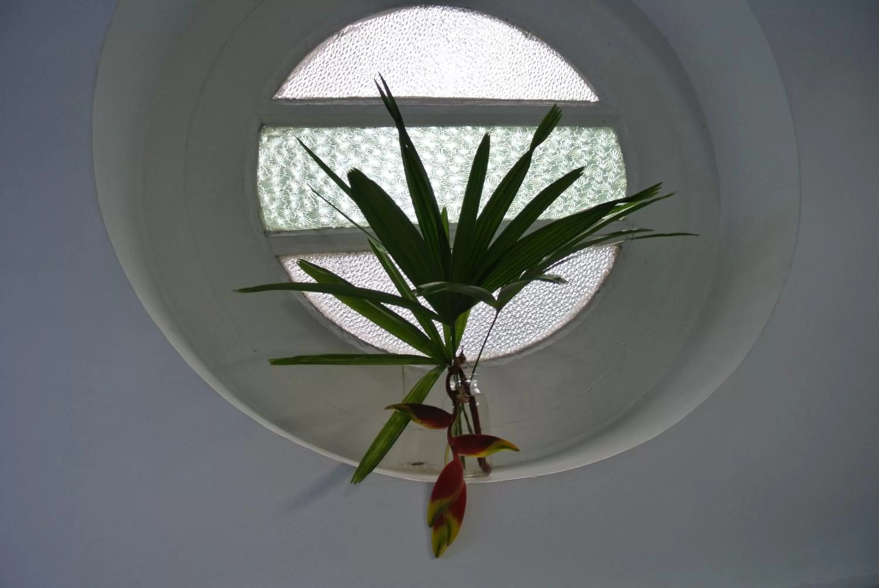 Day in "27" Spathodea- Oasis in the City