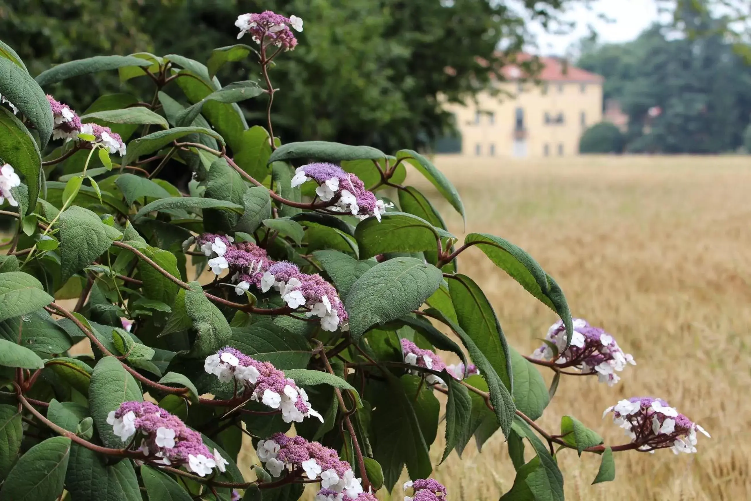 Other, Other Animals in Agriturismo Il Torrione