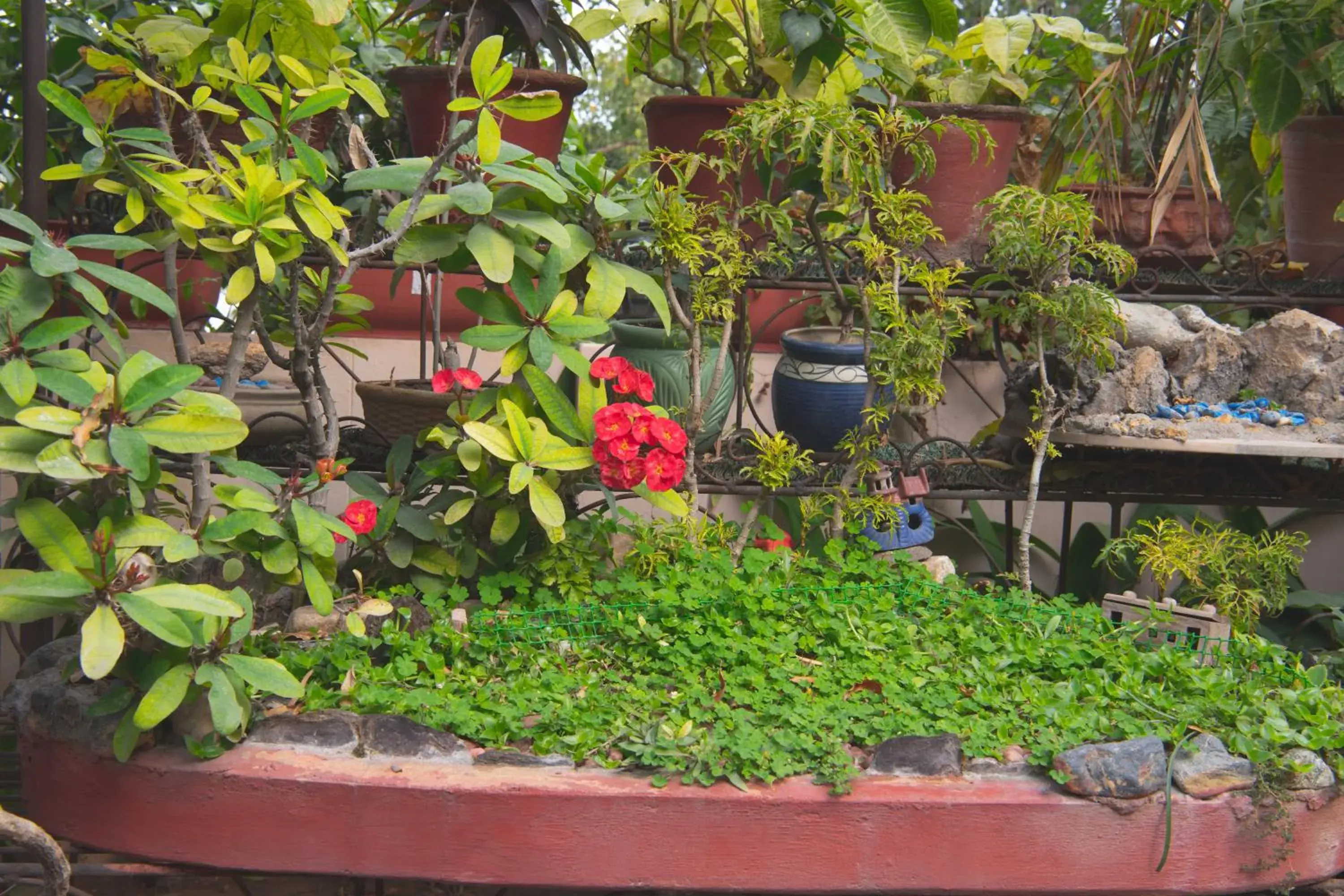 Garden in Tara Niwas