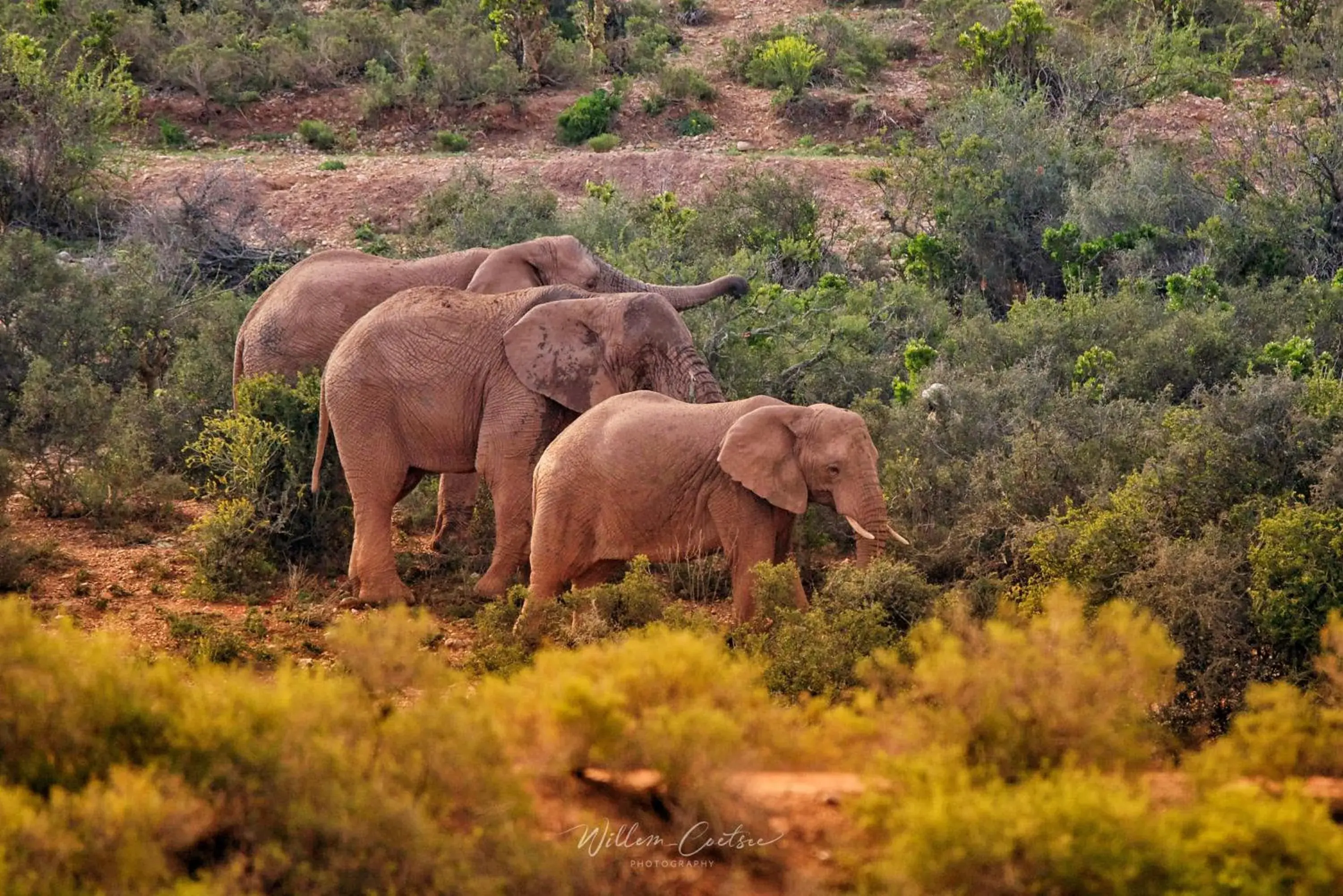 Activities, Other Animals in Buffelsdrift Game Lodge