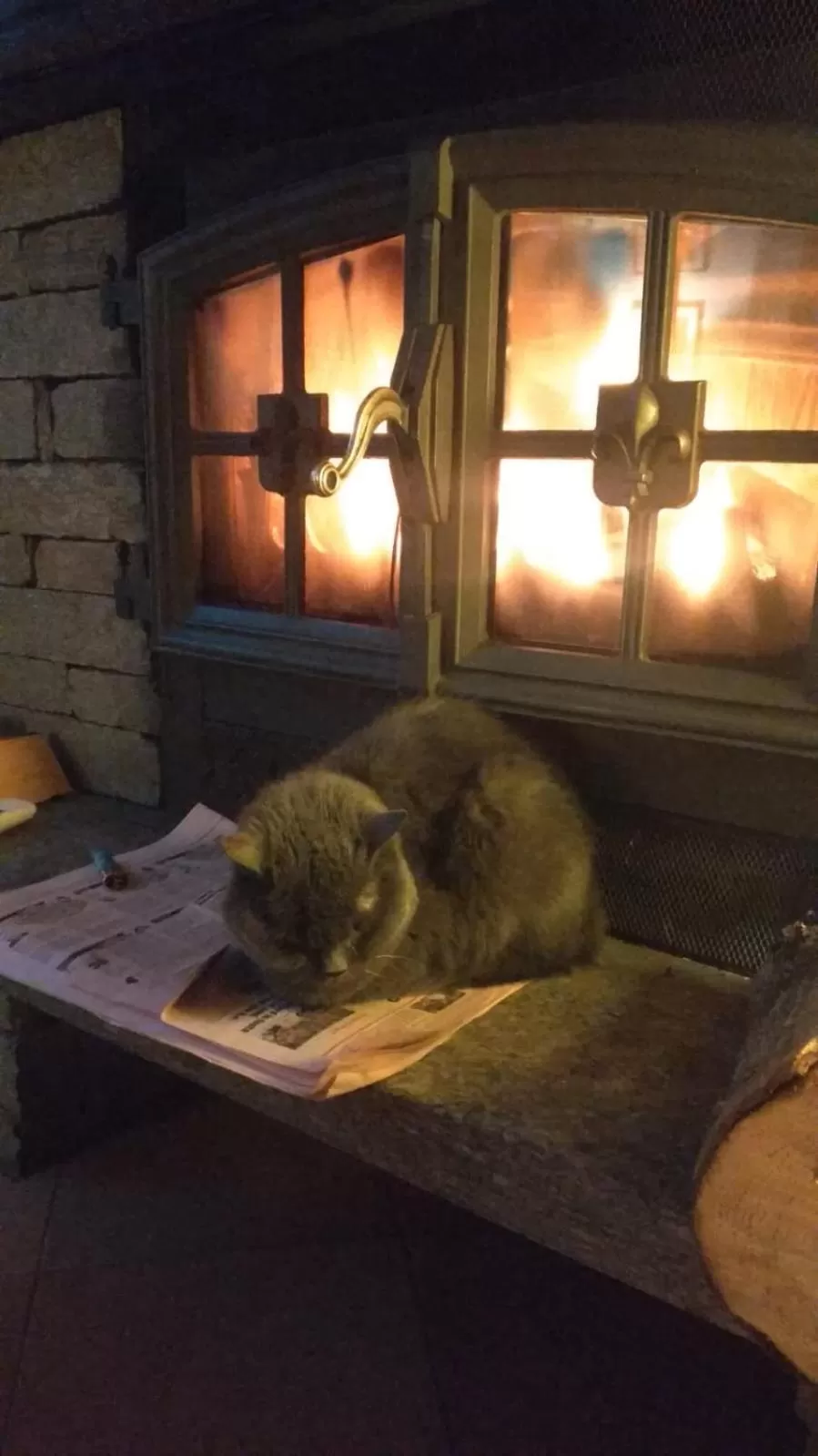 Pets in Hotel Astoria