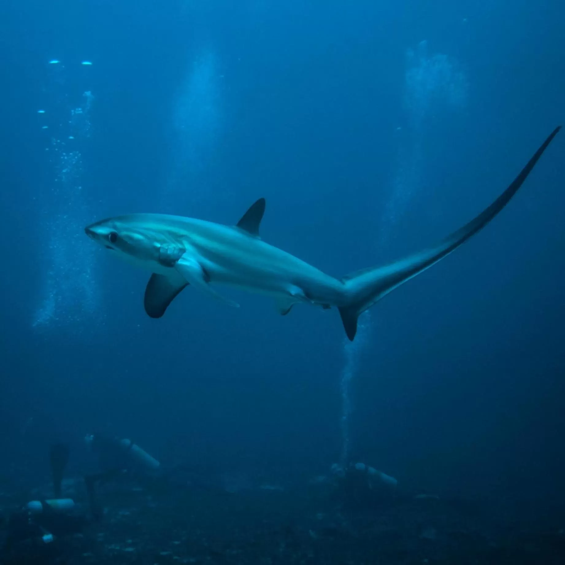 Diving in Malapascua Exotic Island Dive Resort