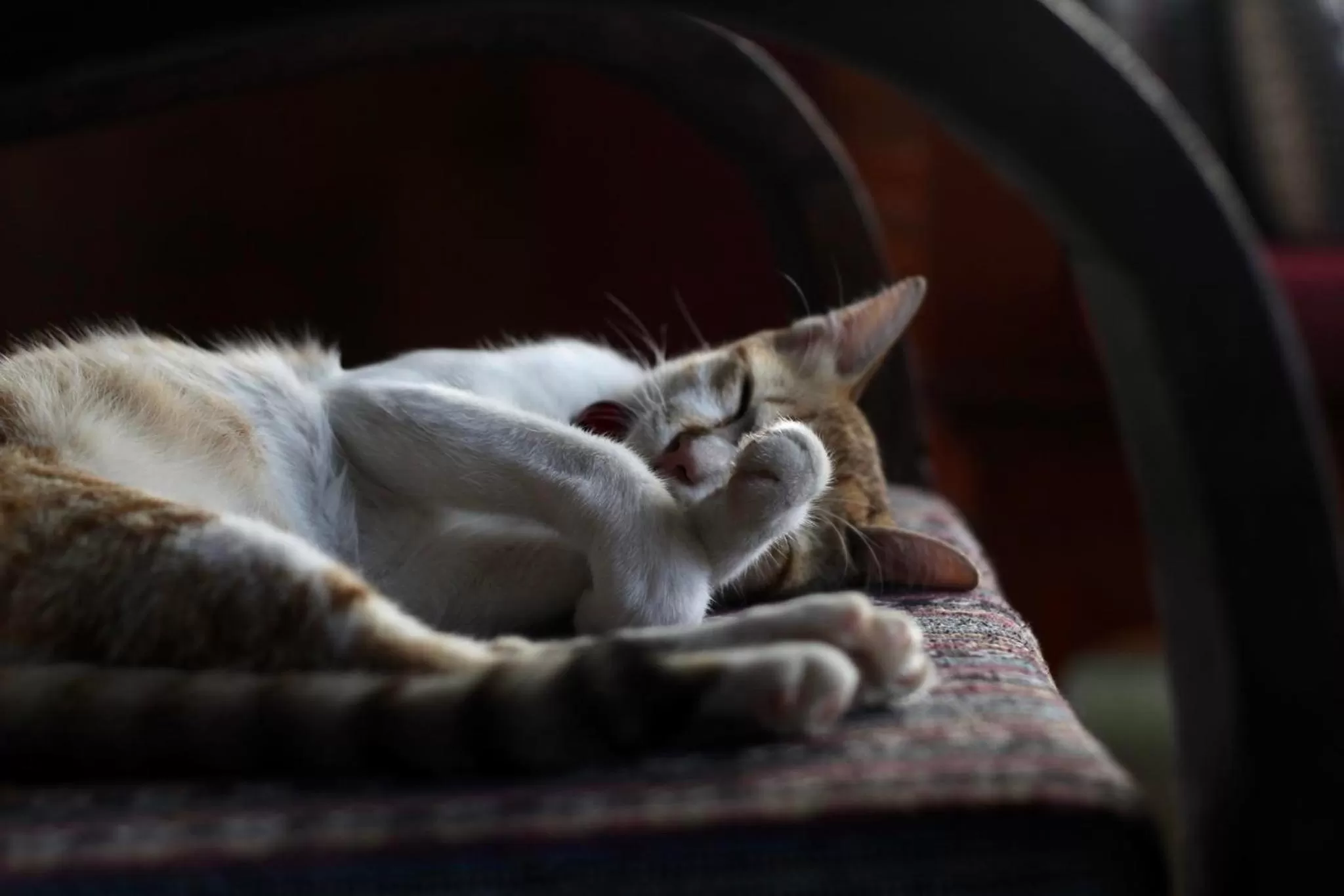 Pets in Joy's House & Tour