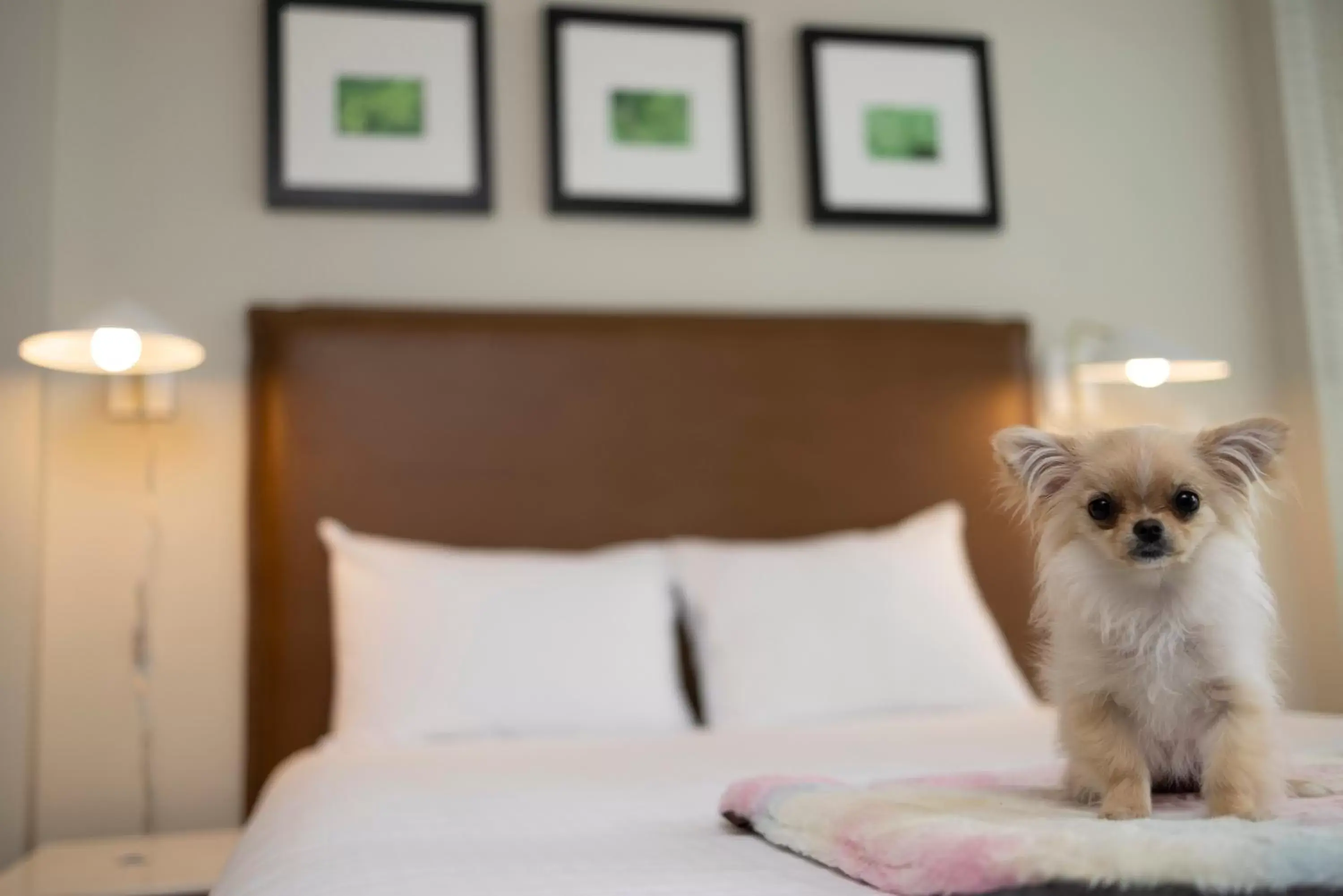 Pets, Bed in Oswego Hotel