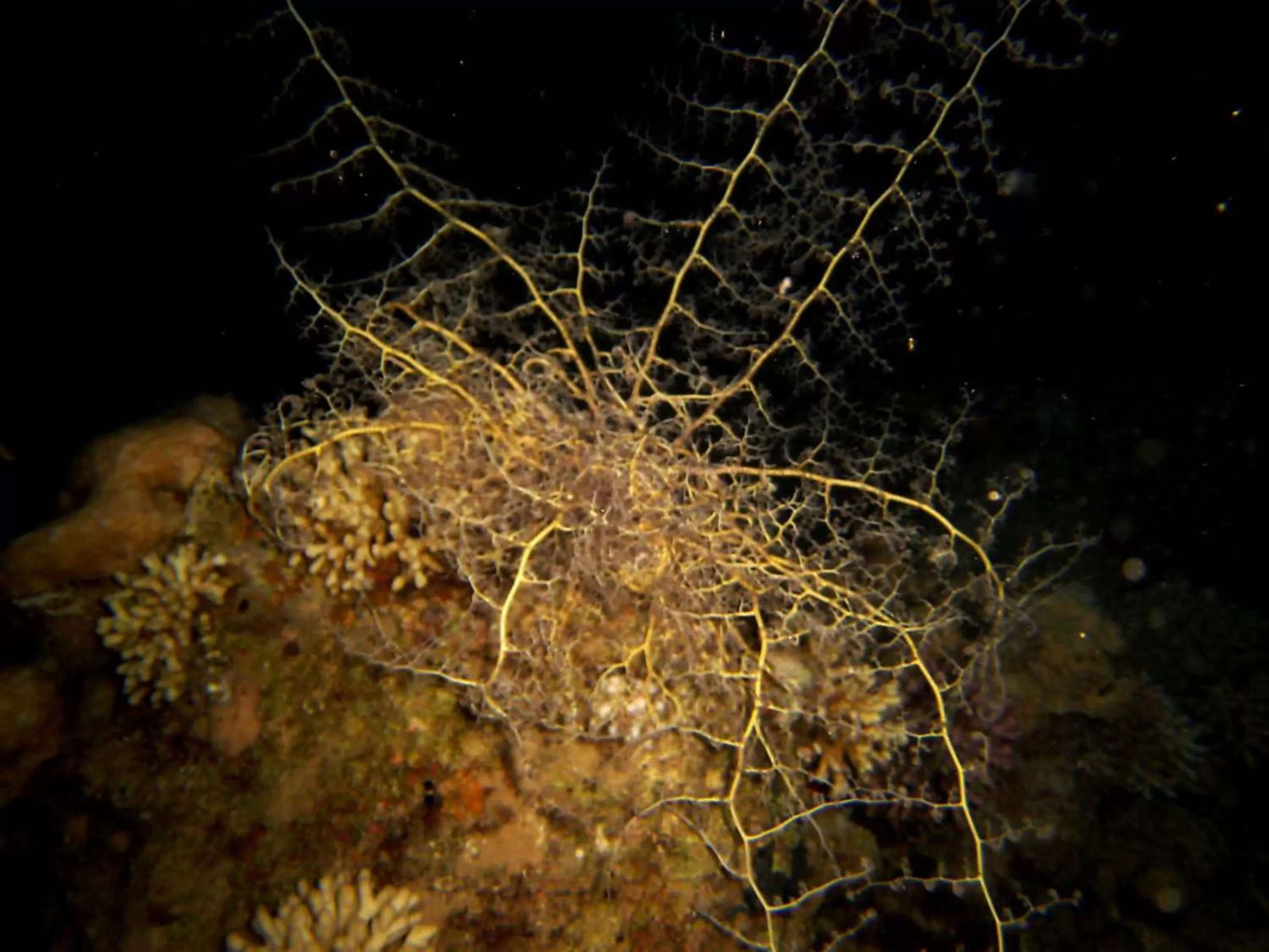 Diving in Arab Divers Dive Center and Bed & Breakfast