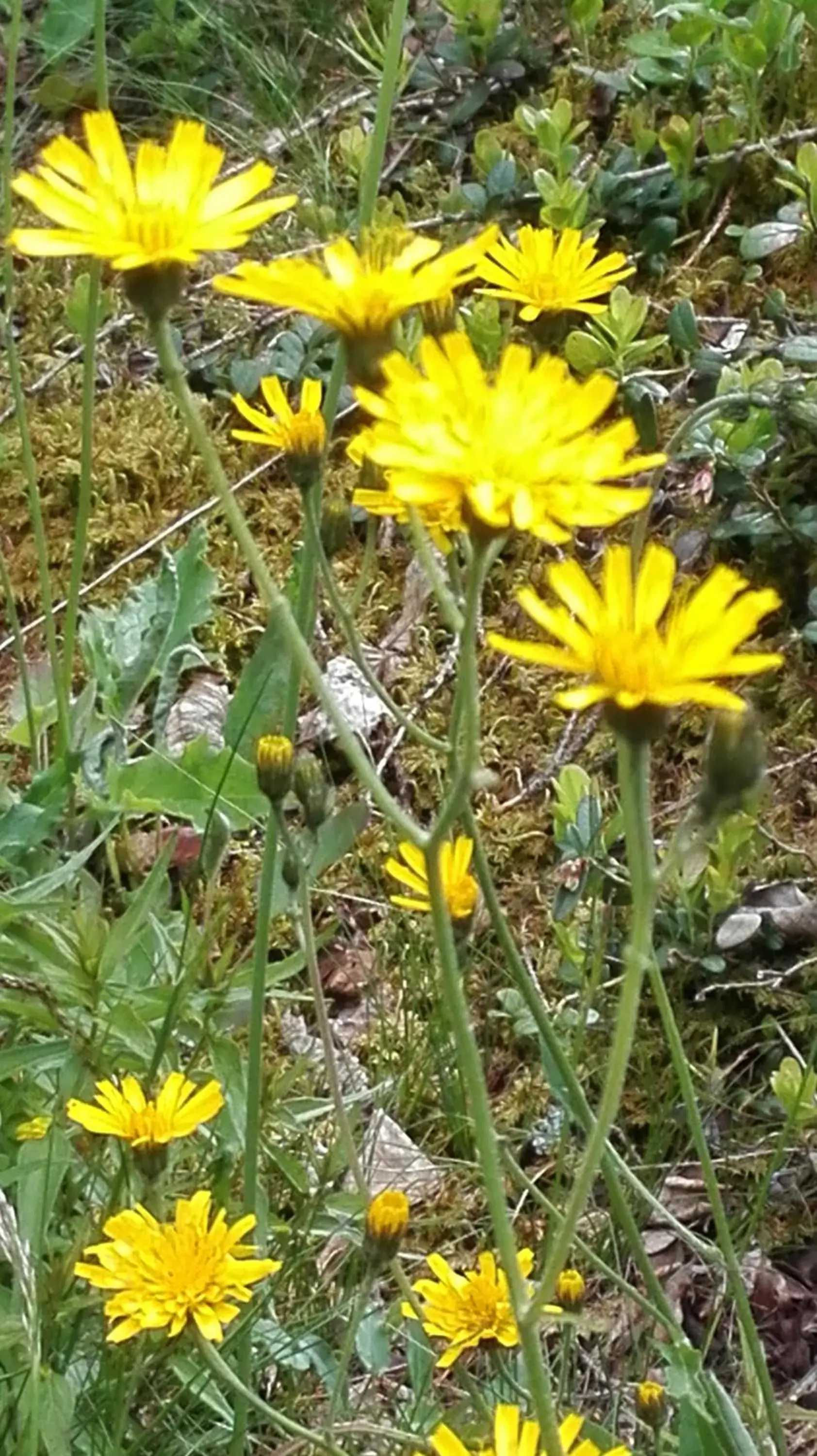 Albergo Meublè Stelvio