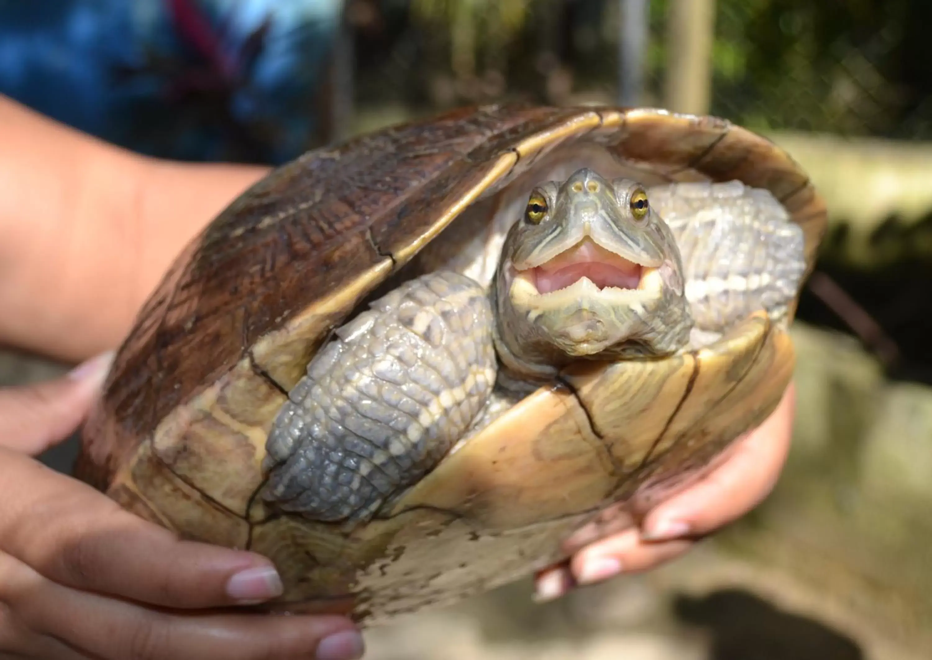 Animals, Other Animals in El Cabarete Spa Resort all-Inclusive