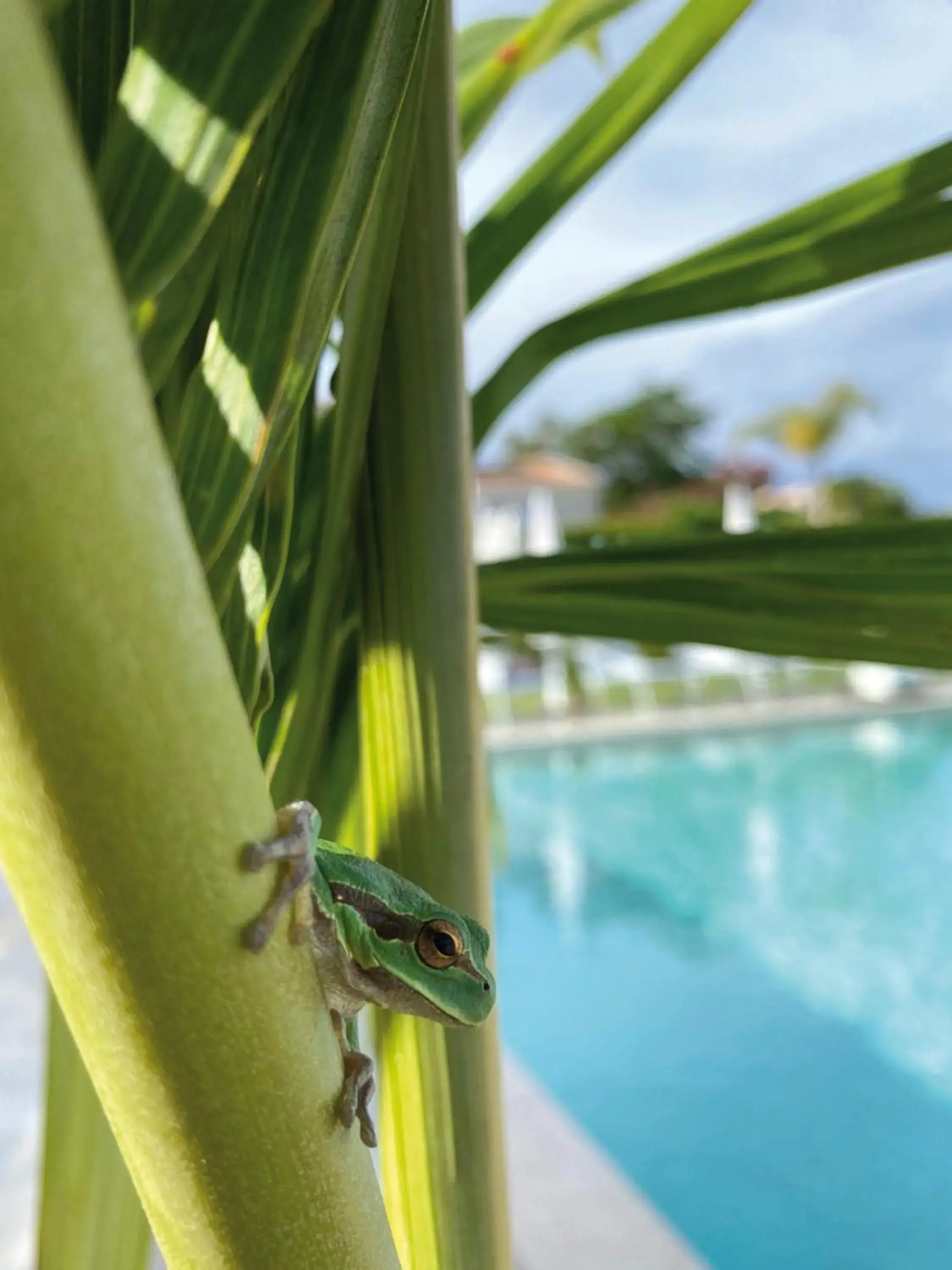 Pool view, Other Animals in Il Borghetto Creative Resort