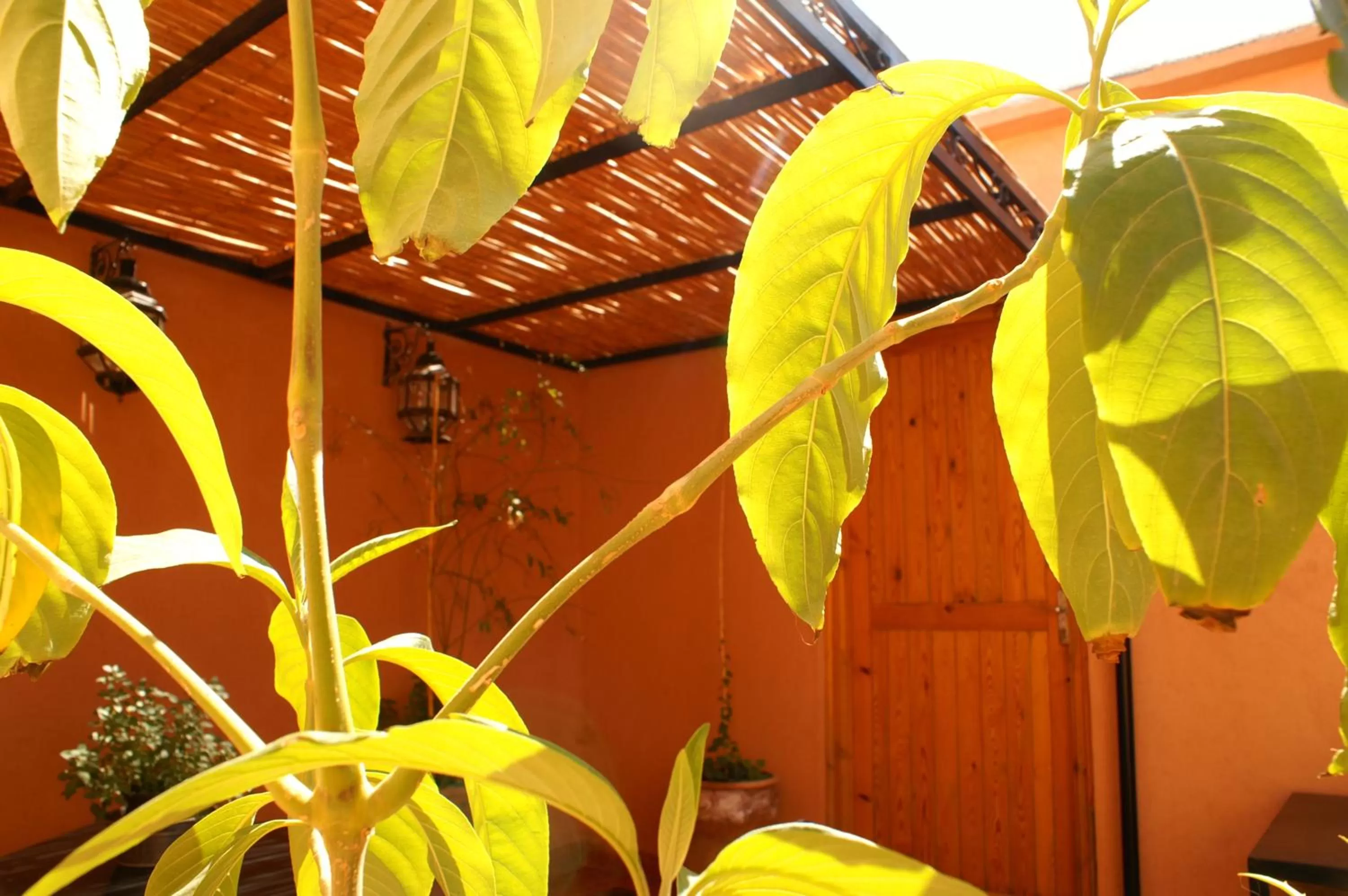 Balcony/Terrace in Maison d'hôtes Dar El Nath