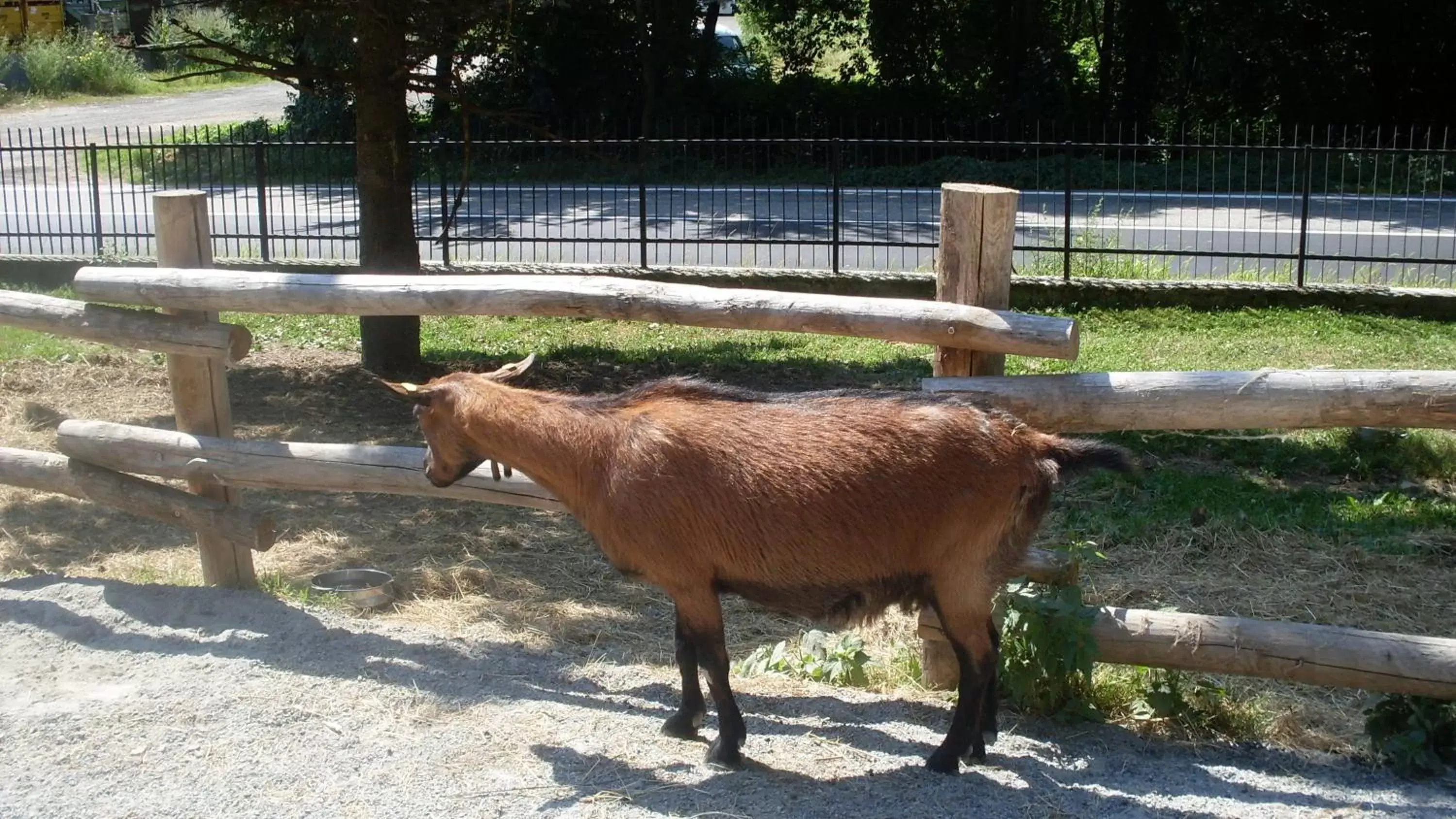 Animals, Other Animals in B&B Valle Orco