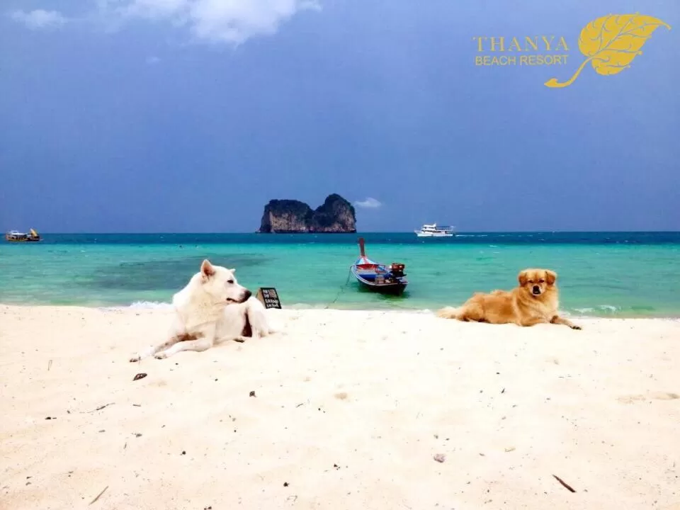 Day in Thanya Beach Resort - SHA Plus