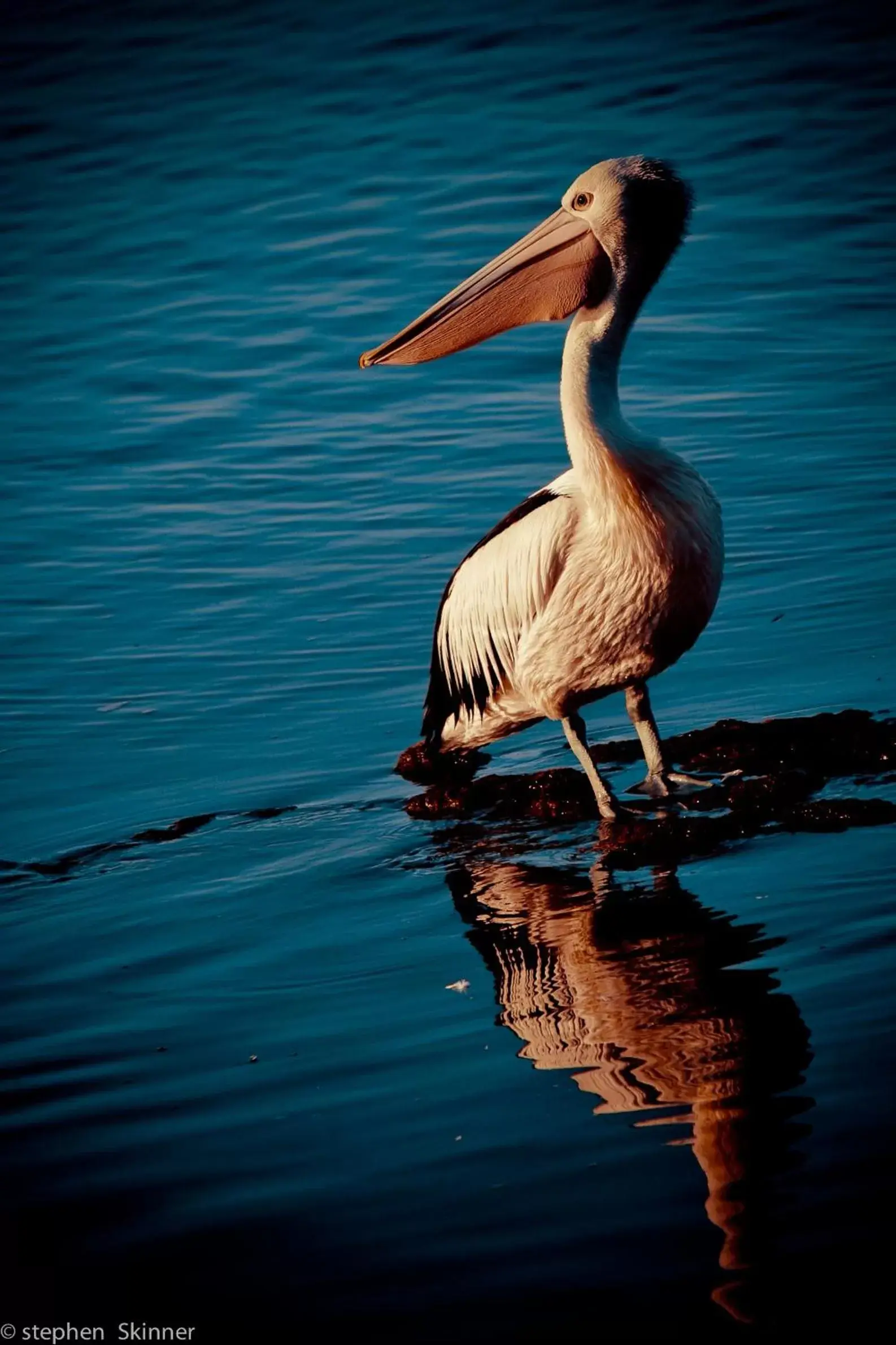 Animals, Other Animals in The Waterfront Wynyard