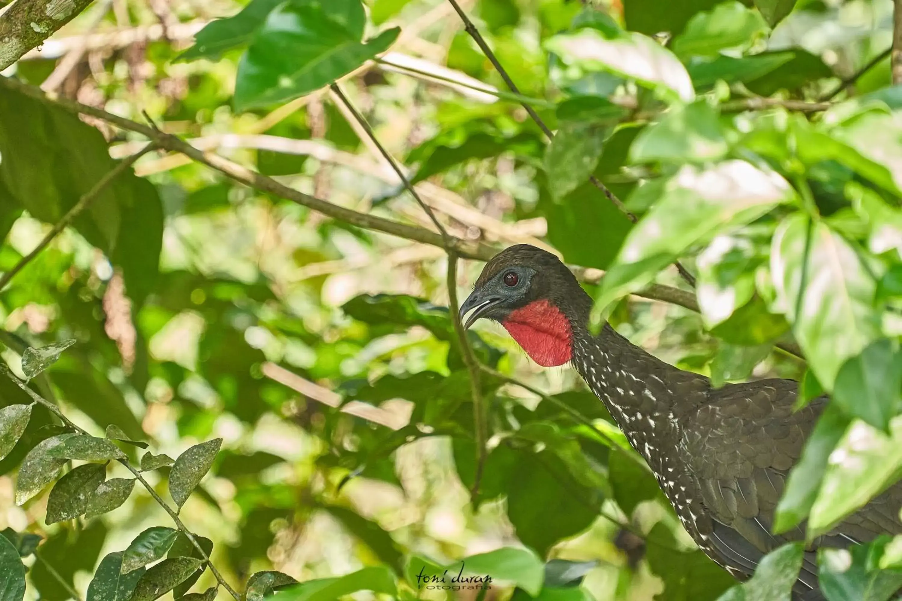Other Animals in Birds & Breakfast Costa Rica