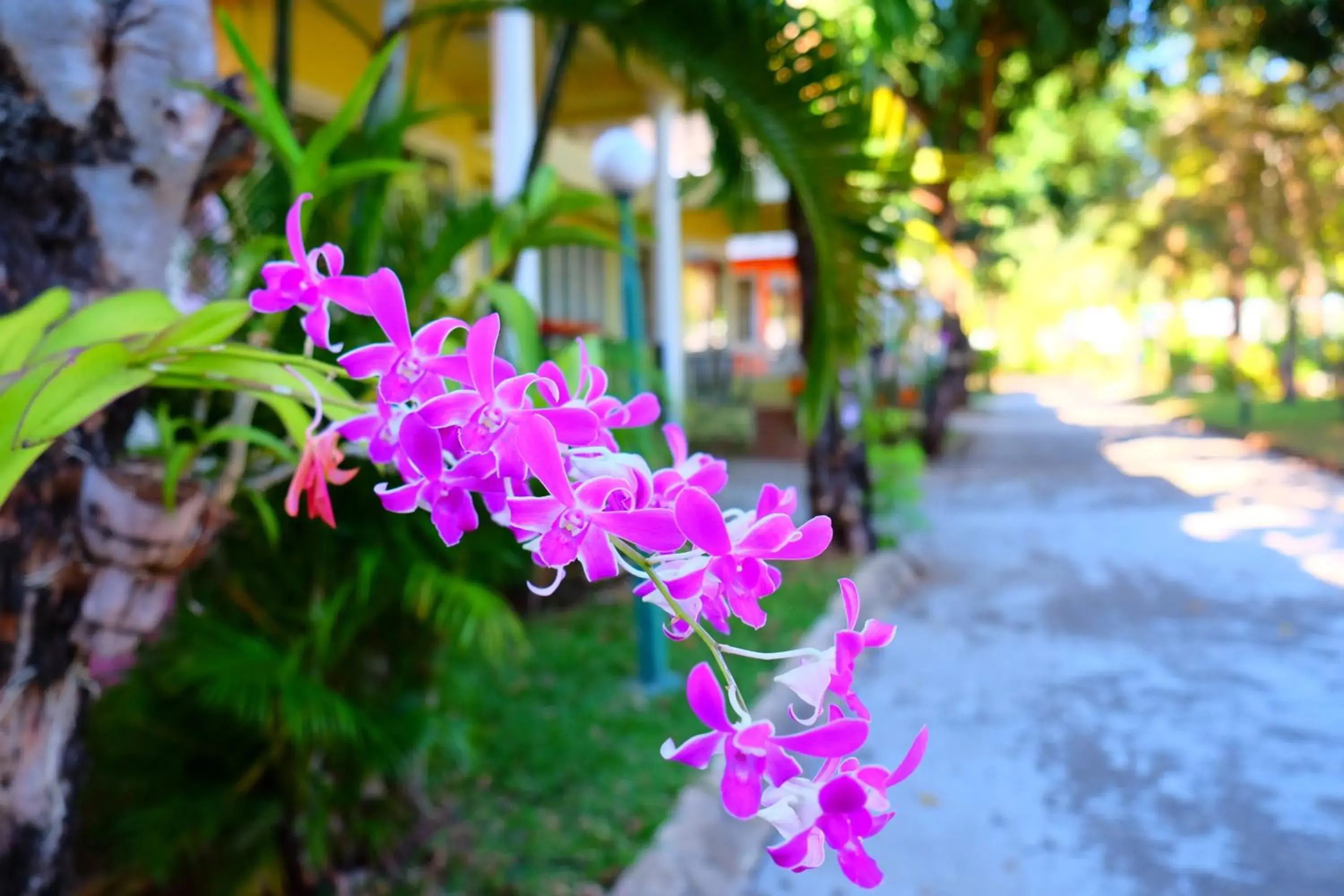 Garden in New Travel Beach Resort