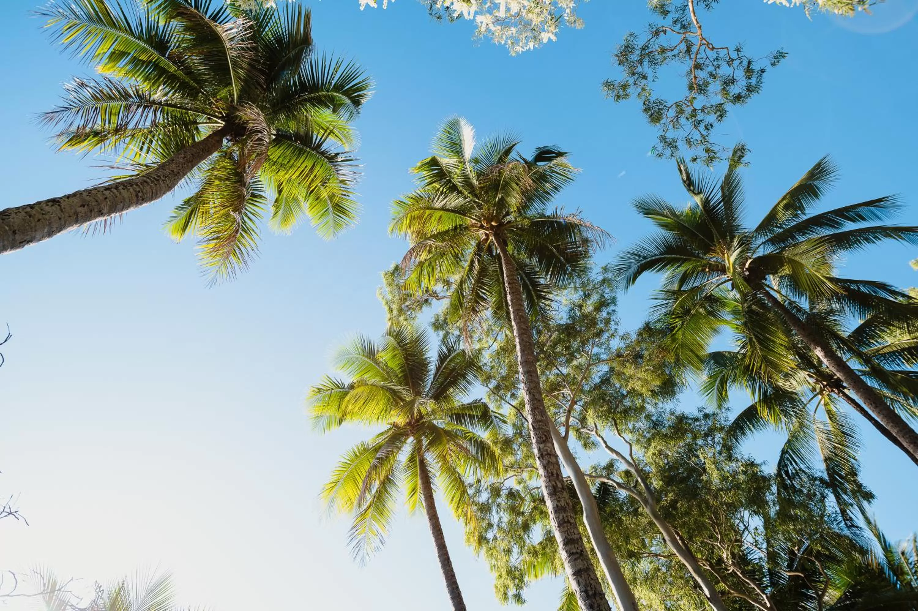 Natural landscape in Villa Beach Palm Cove