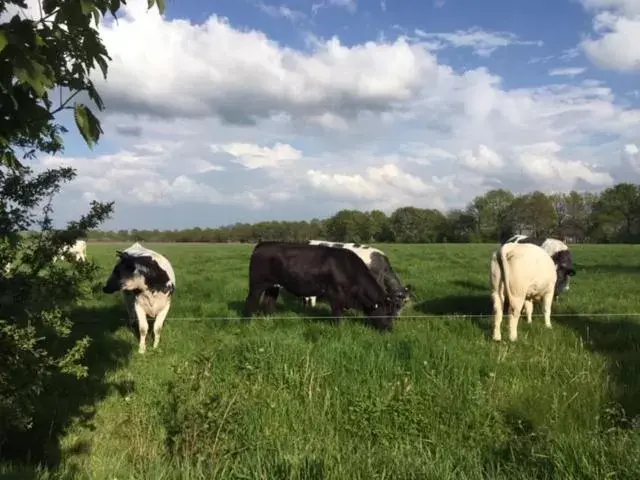 Other Animals in B&B De Mersken