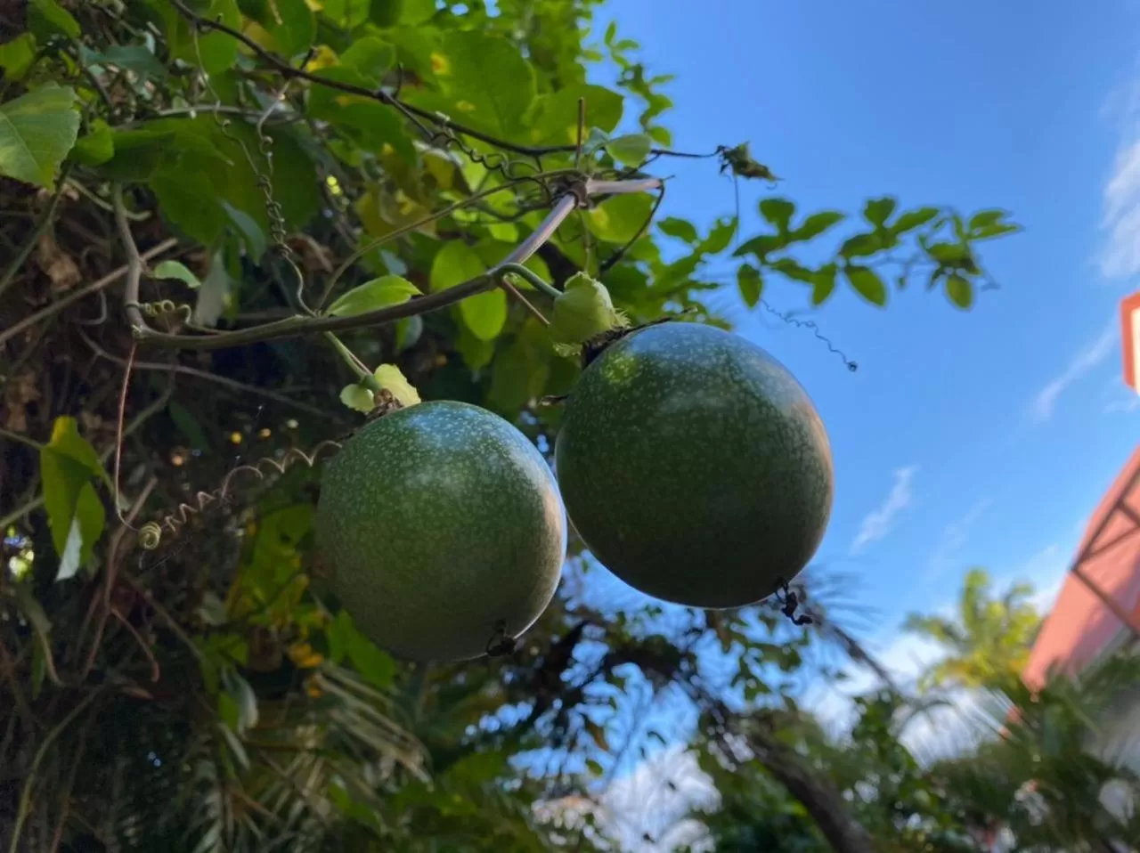 Villa Cajou chambres d'hôtes chez l'habitant et Zanzibar cottage