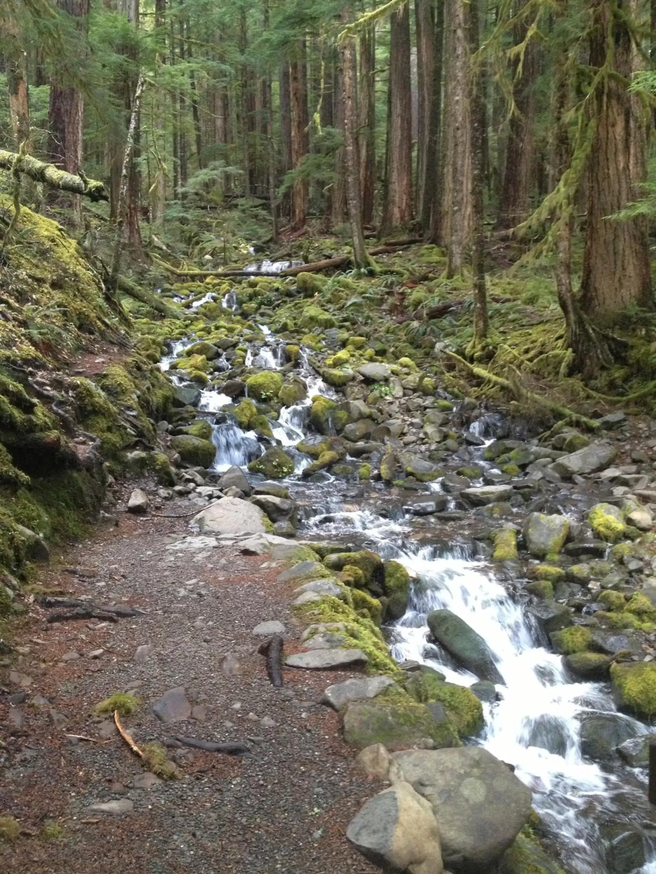 Area and facilities in Super 8 by Wyndham Port Angeles at Olympic National Park