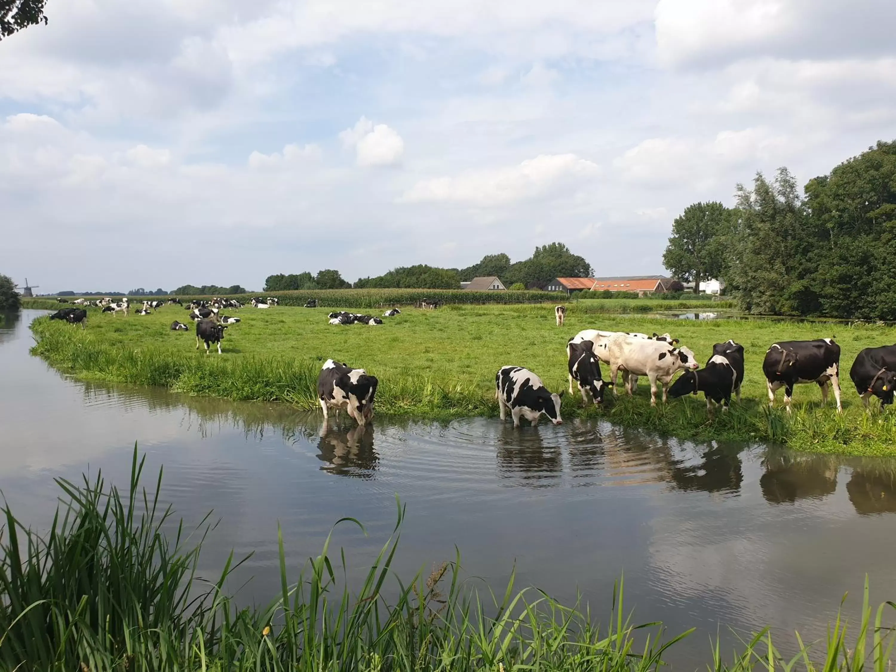 Off site, Other Animals in City Hotel Nieuw Minerva Leiden