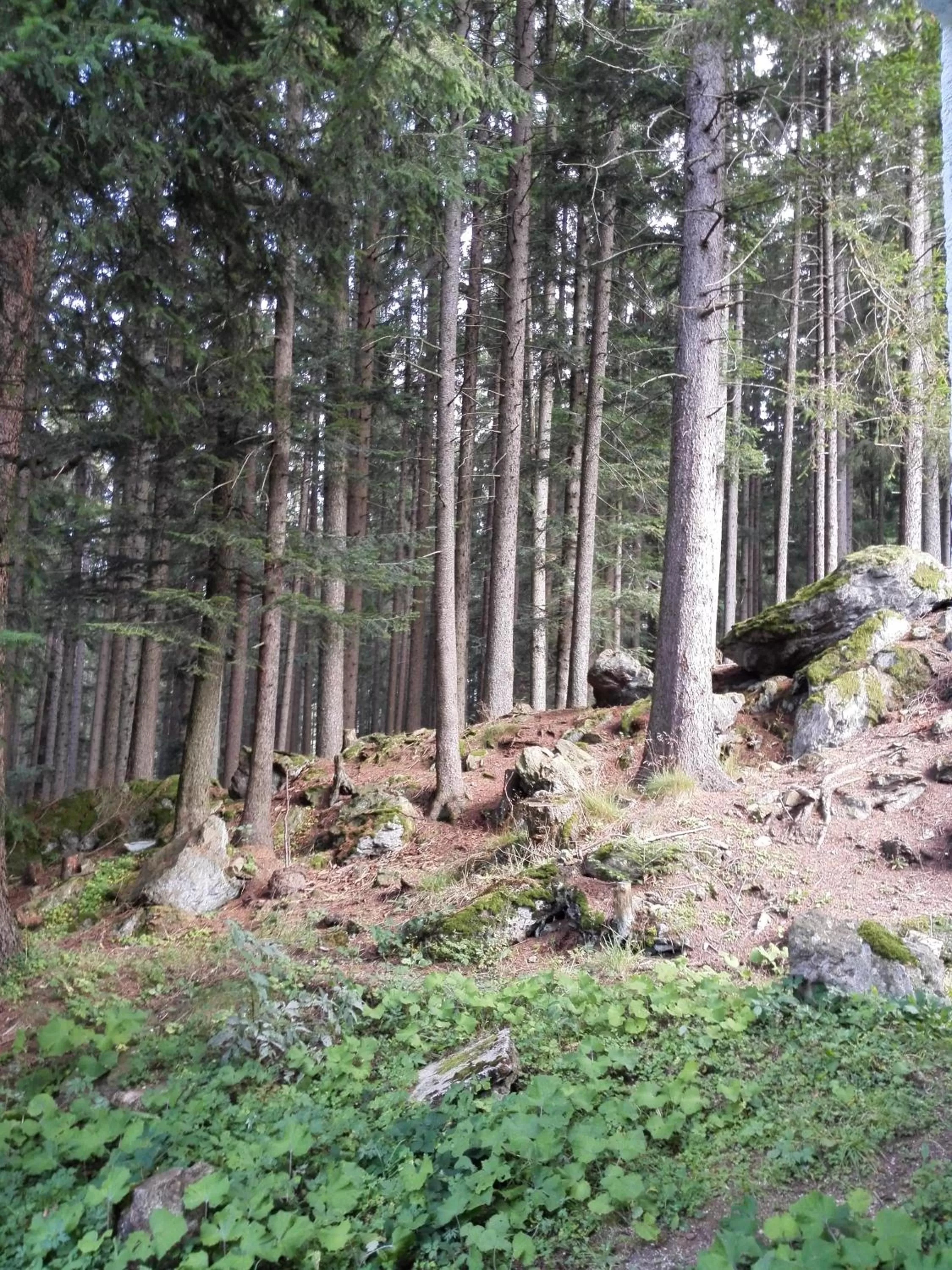 Natural landscape in Hotel Gradl