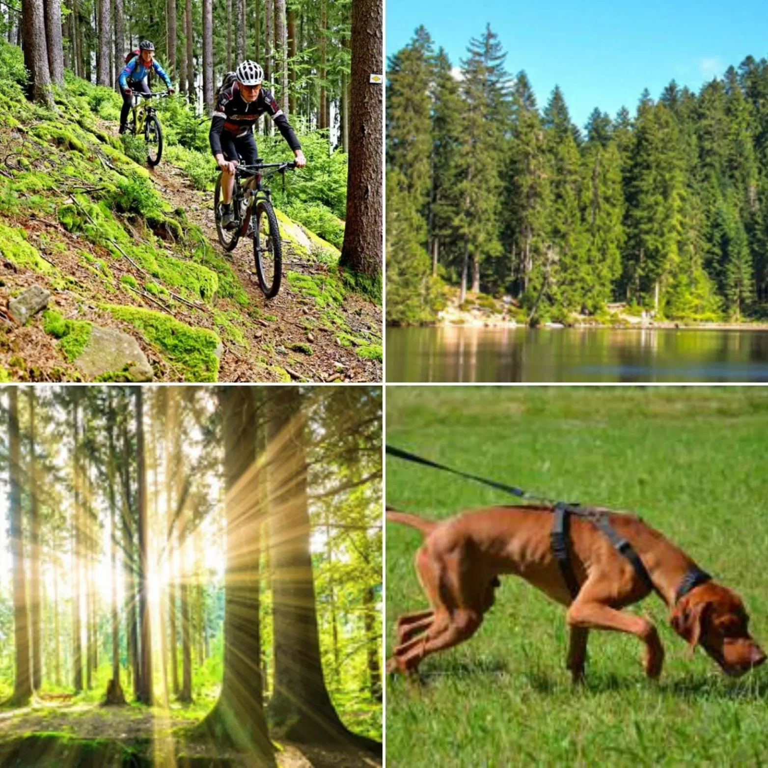 Activities in Hotel Restaurant Kniebishöhe