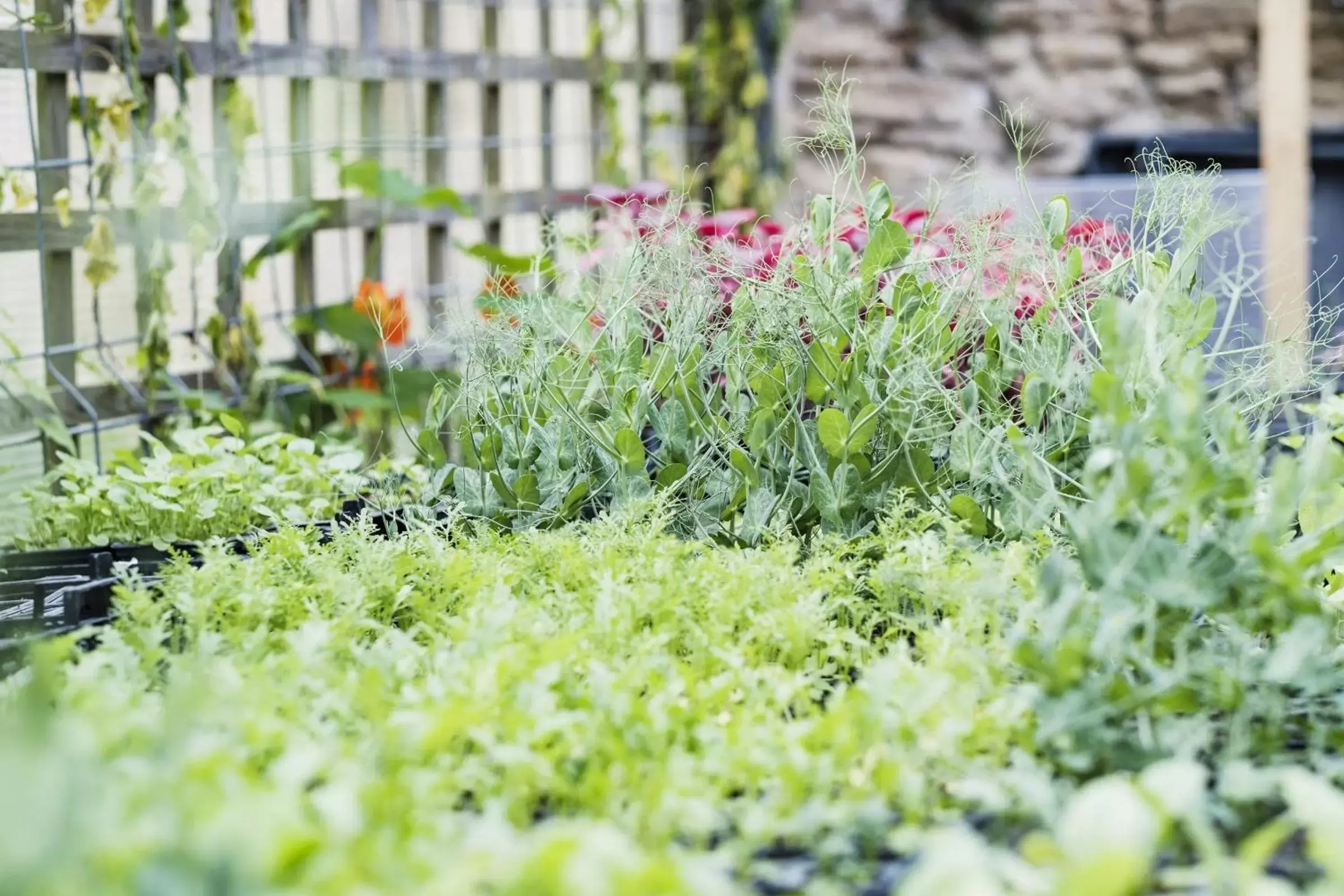 Garden in The Methuen Arms