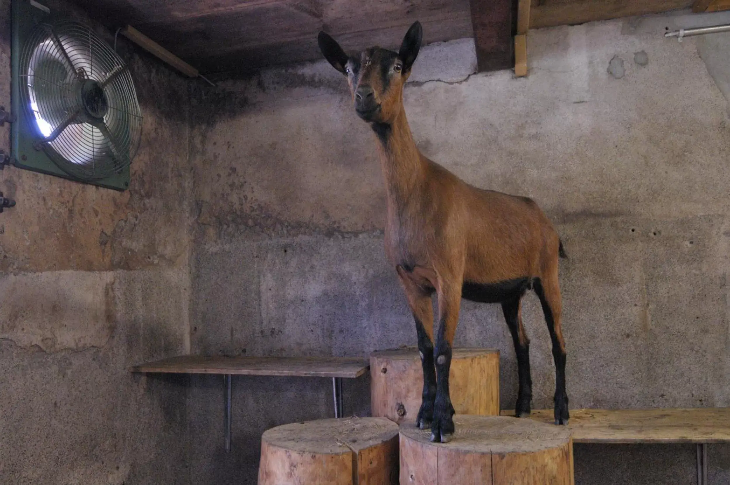 Spa and wellness centre/facilities, Other Animals in Hotel Bodmi