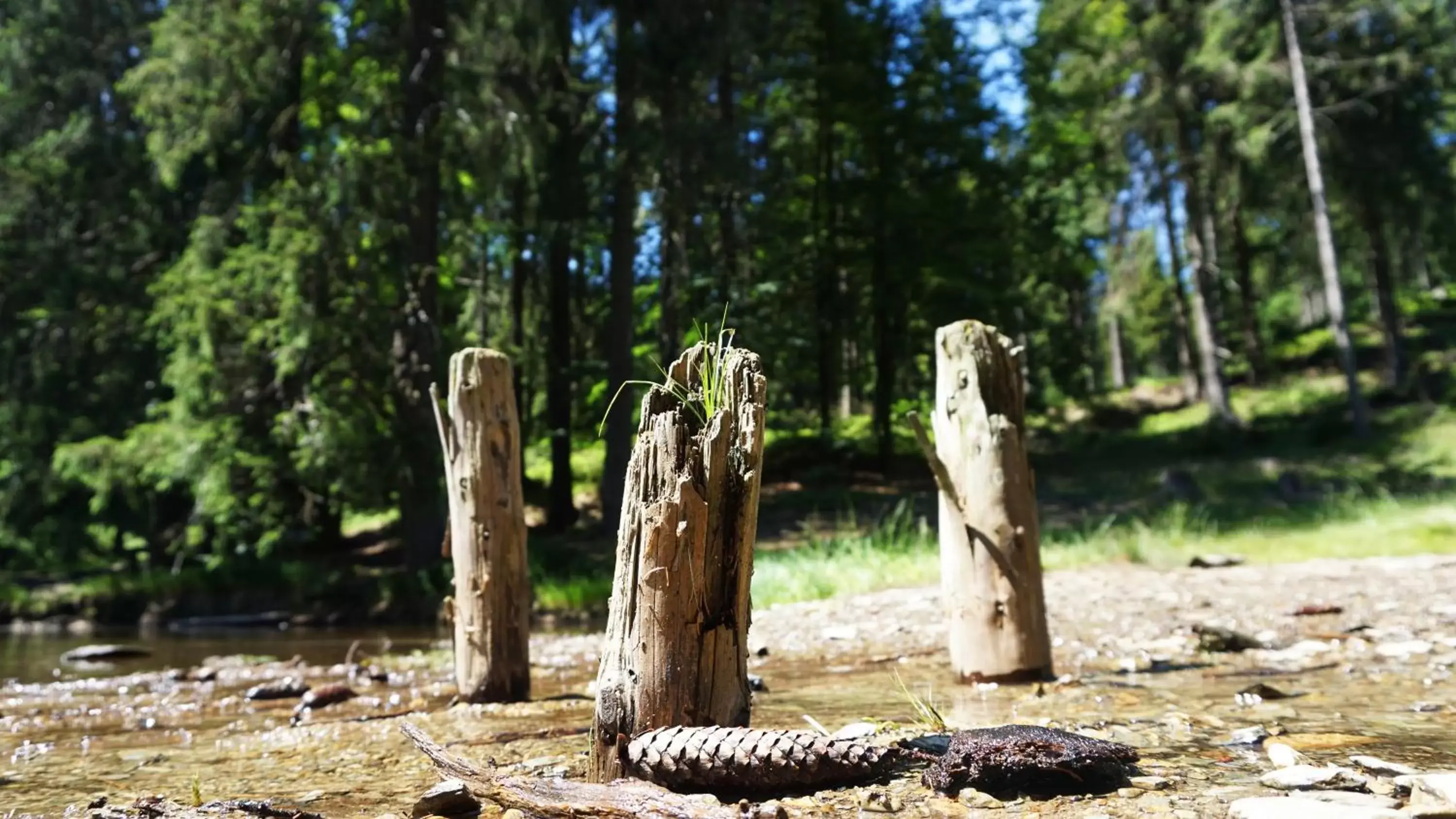 Natural landscape, Other Animals in Hotel Beck