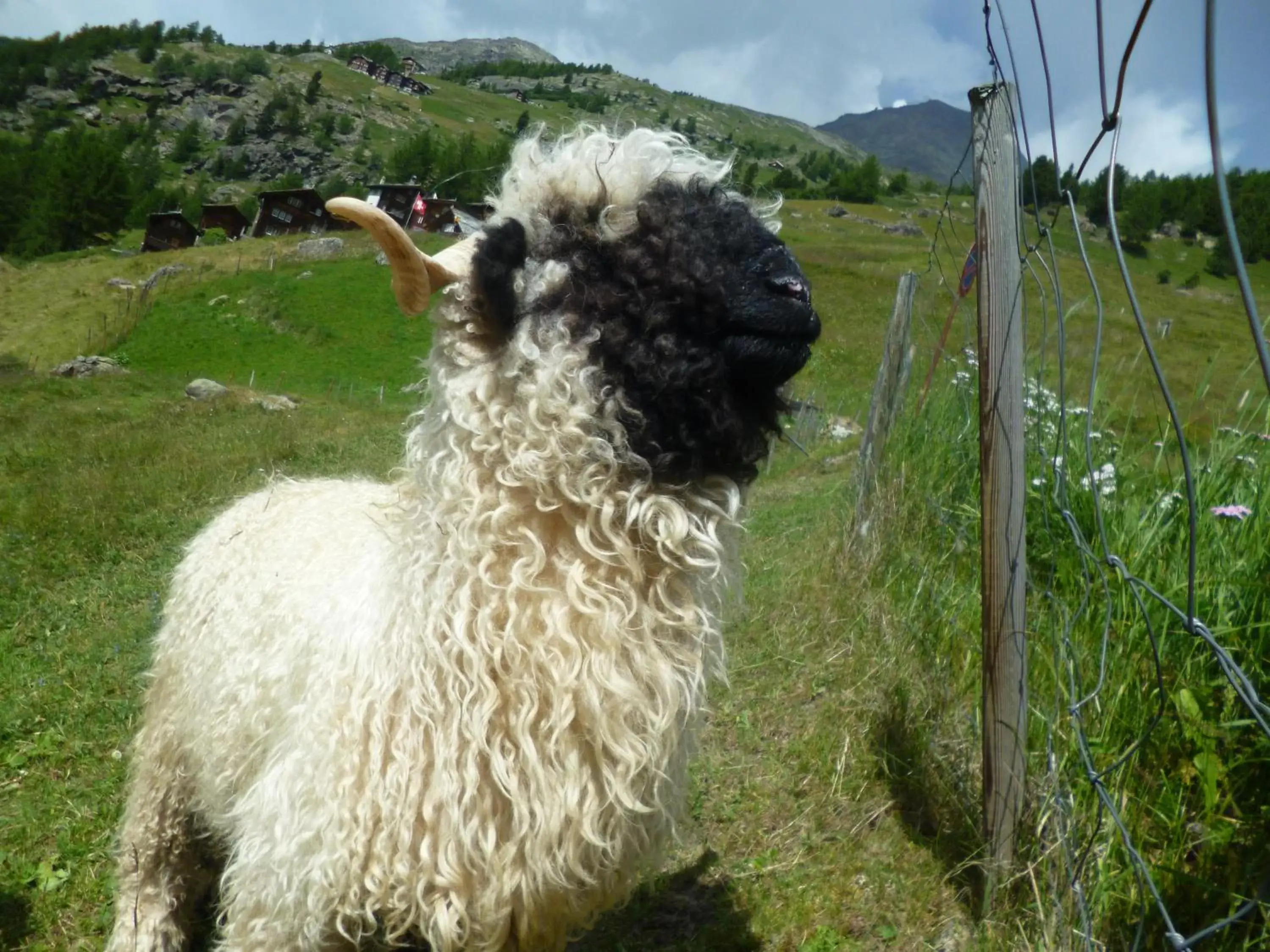 Summer, Other Animals in Hotel Garni Jägerhof