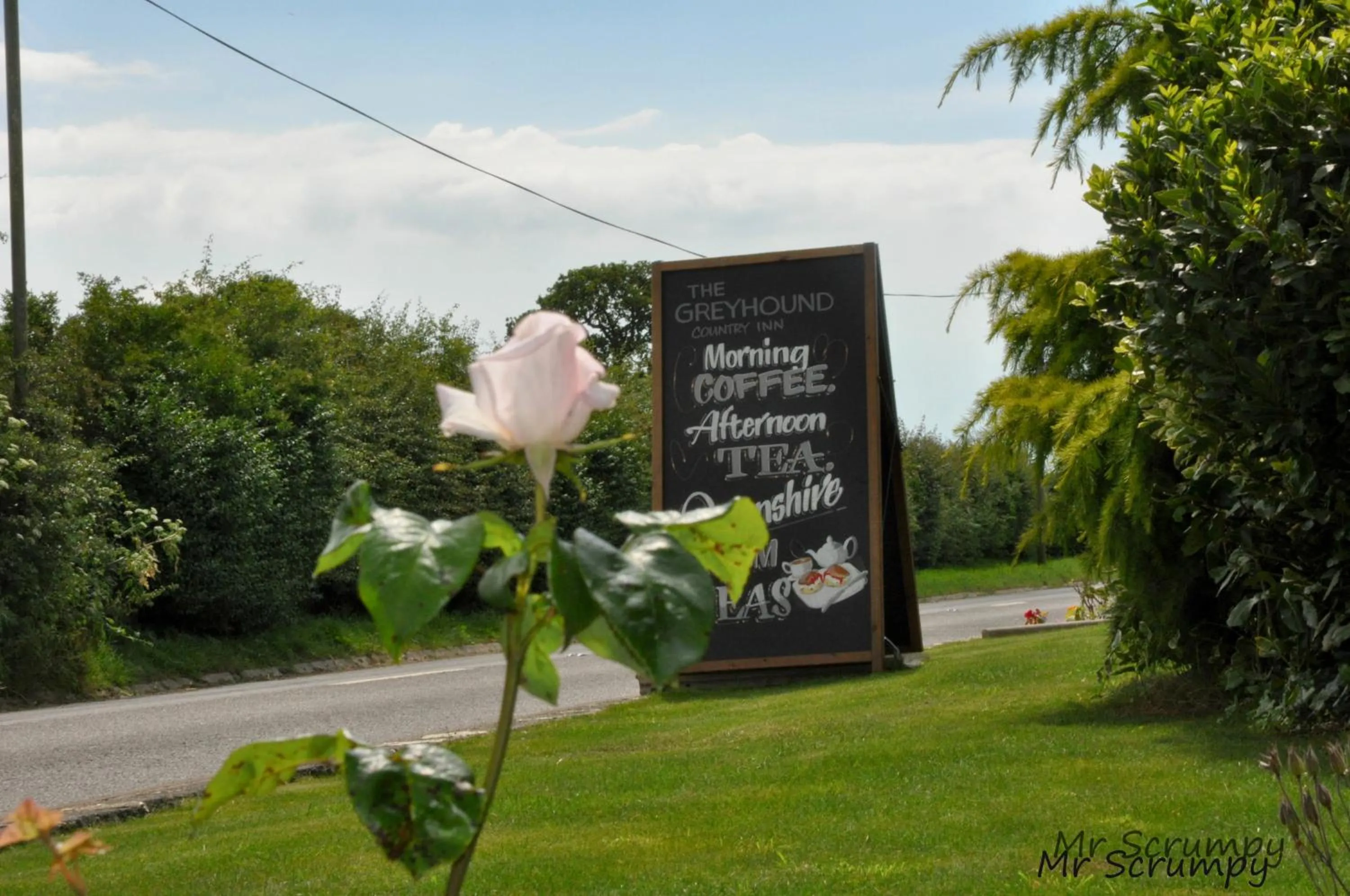 Day in Greyhound Country Inn