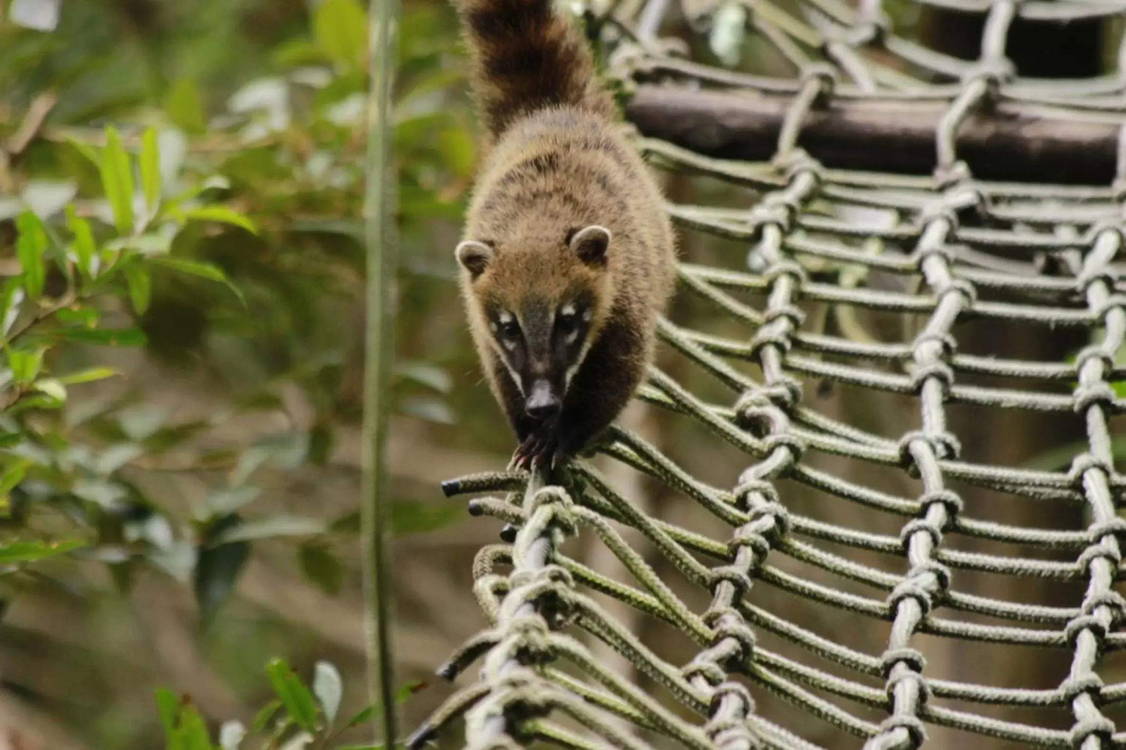 Animals, Other Animals in Plaza Caldas da Imperatriz Resort & Spa