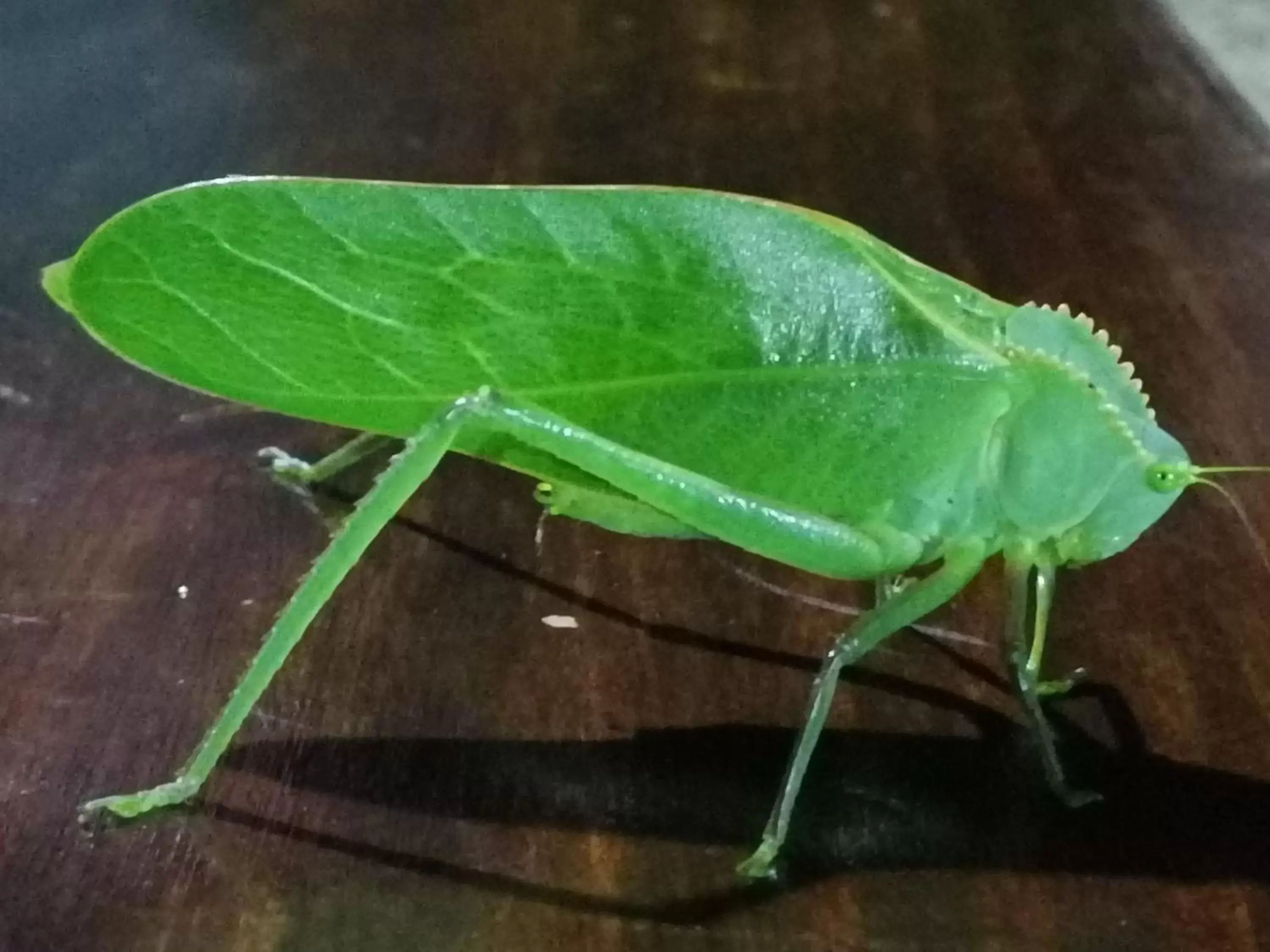 Animals, Other Animals in La Ceiba Tree Lodge