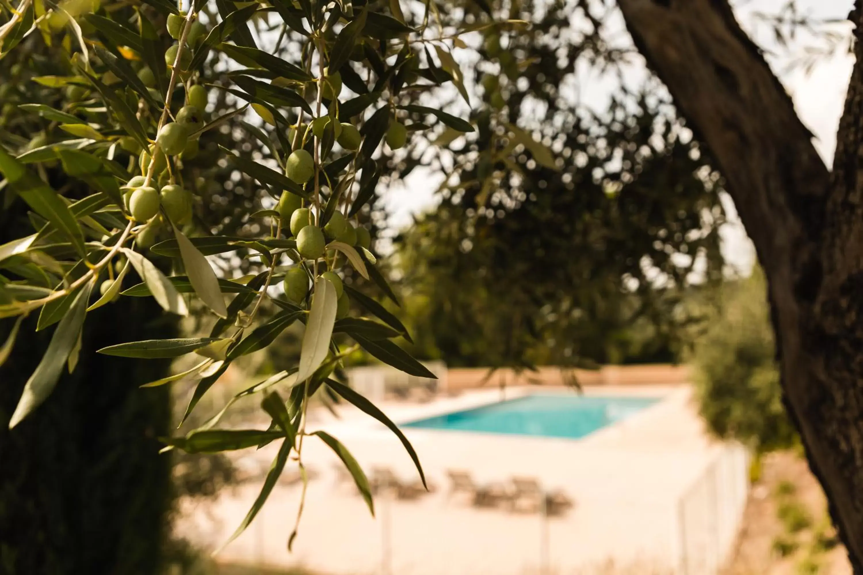 Pool view, Swimming Pool in Garden & City Les Bastides de Grimaud