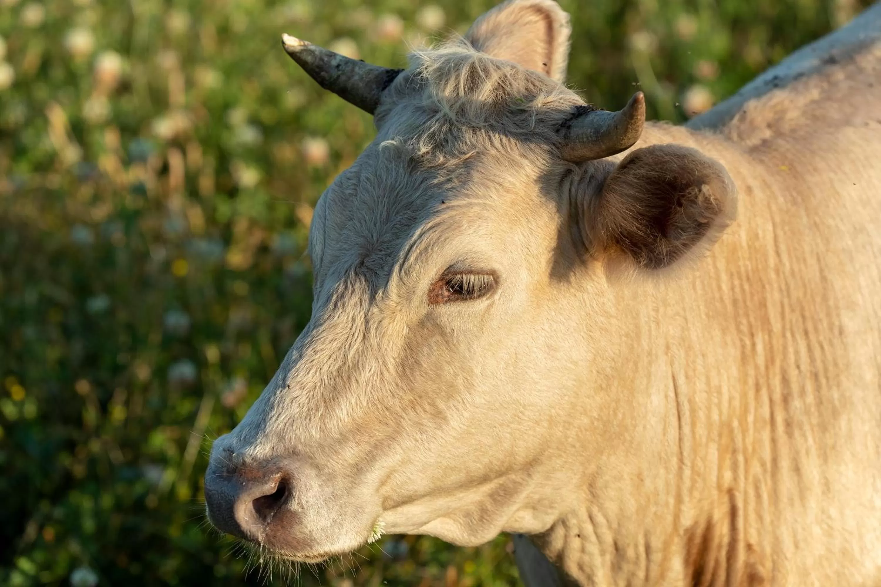Animals, Other Animals in Wildcatter Ranch and Resort