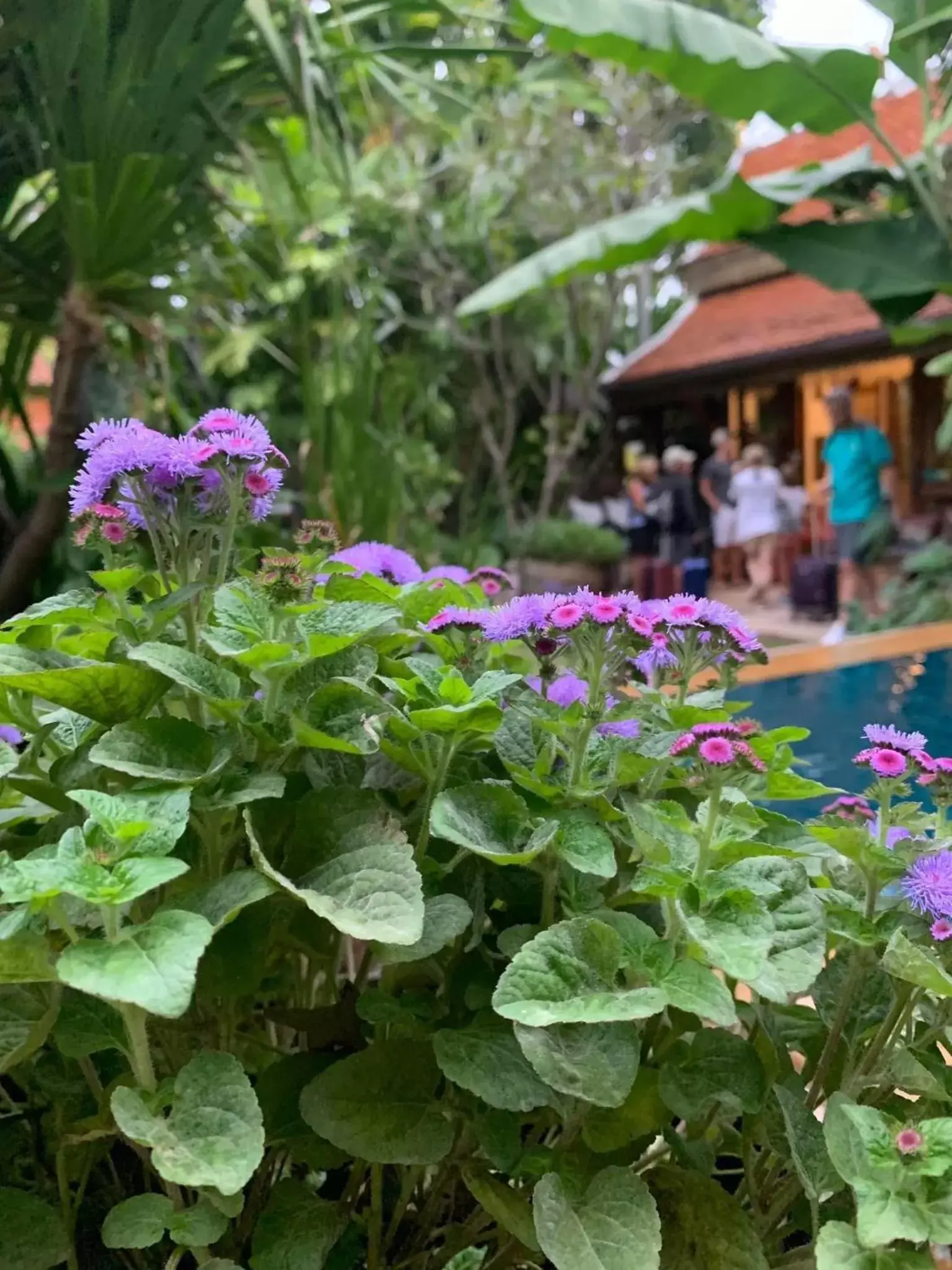 Garden view in Hongkhao Village