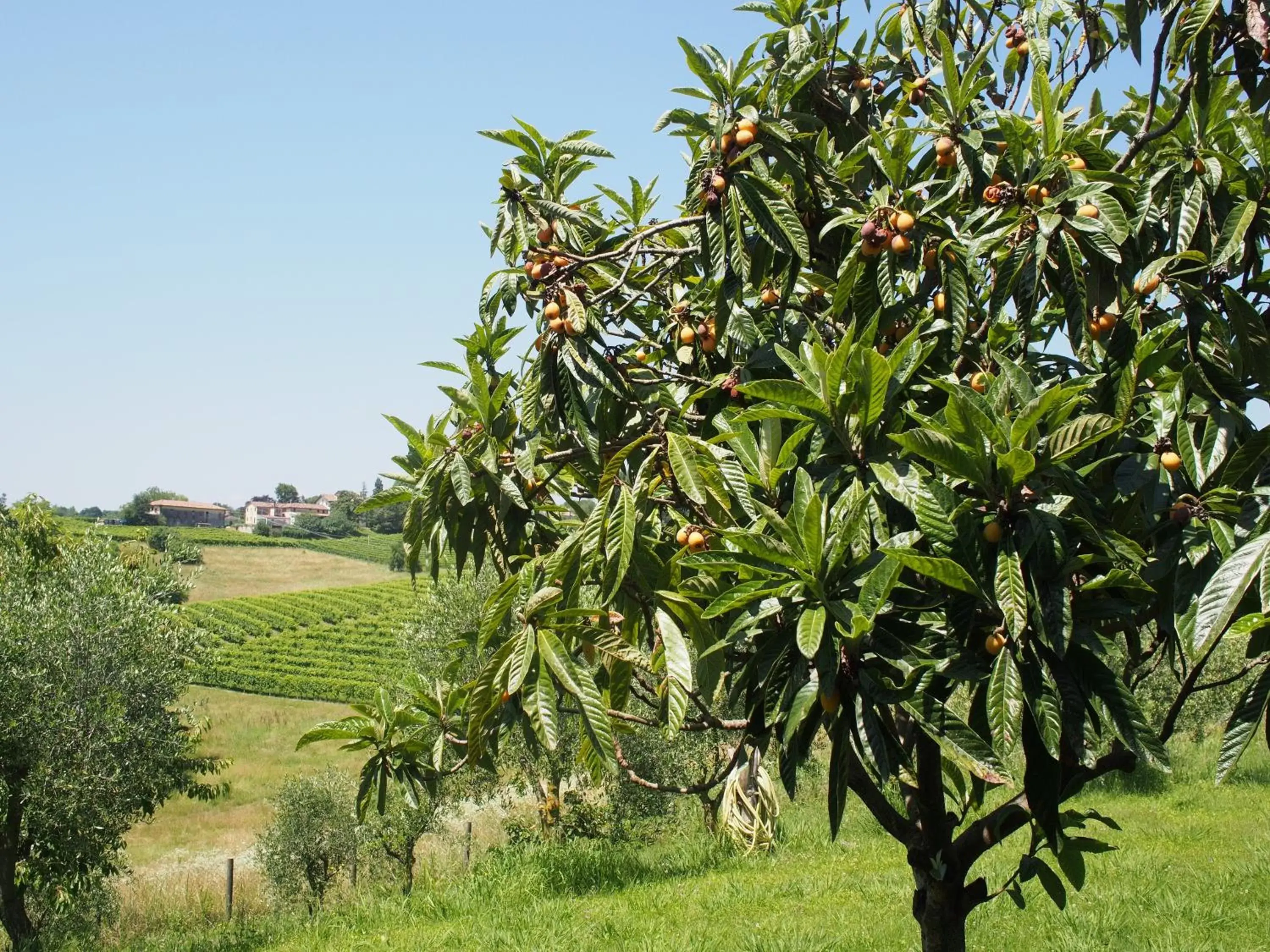 Street view, Garden in Il giuggiolo